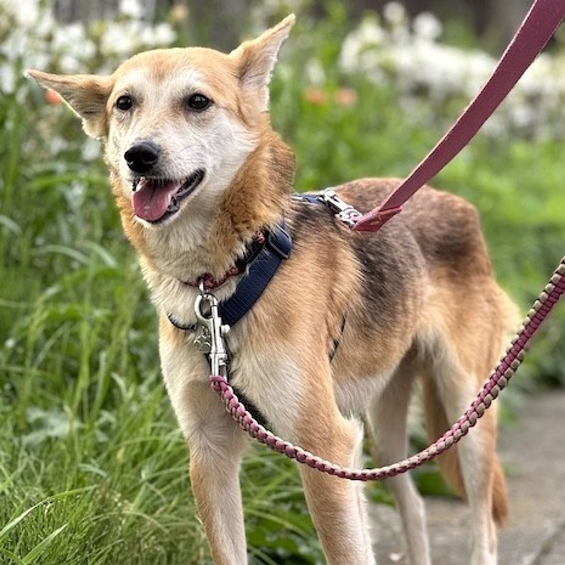 雑種（ミックス犬）・メスの里親募集の写真