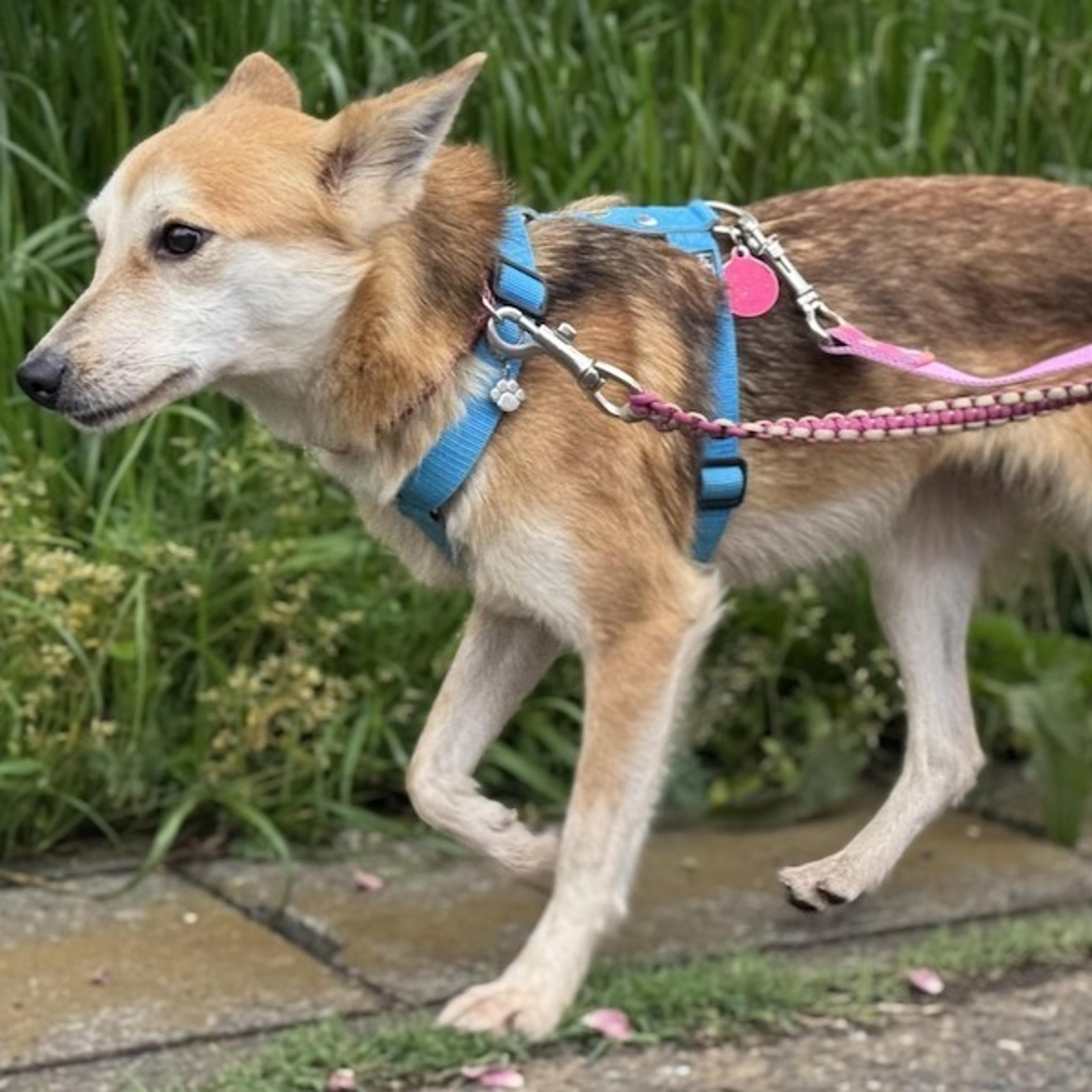 pet-image-2