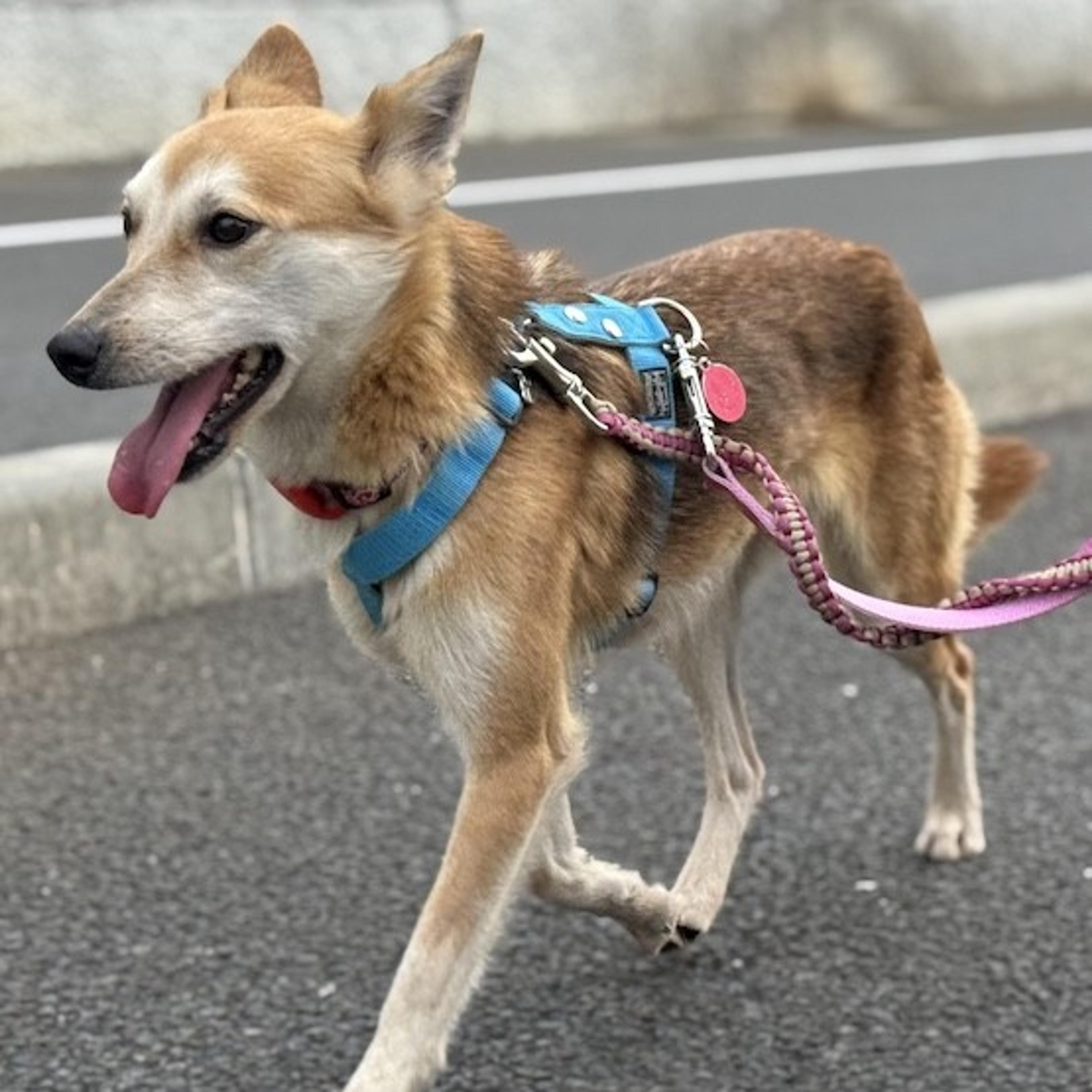 pet-image-4