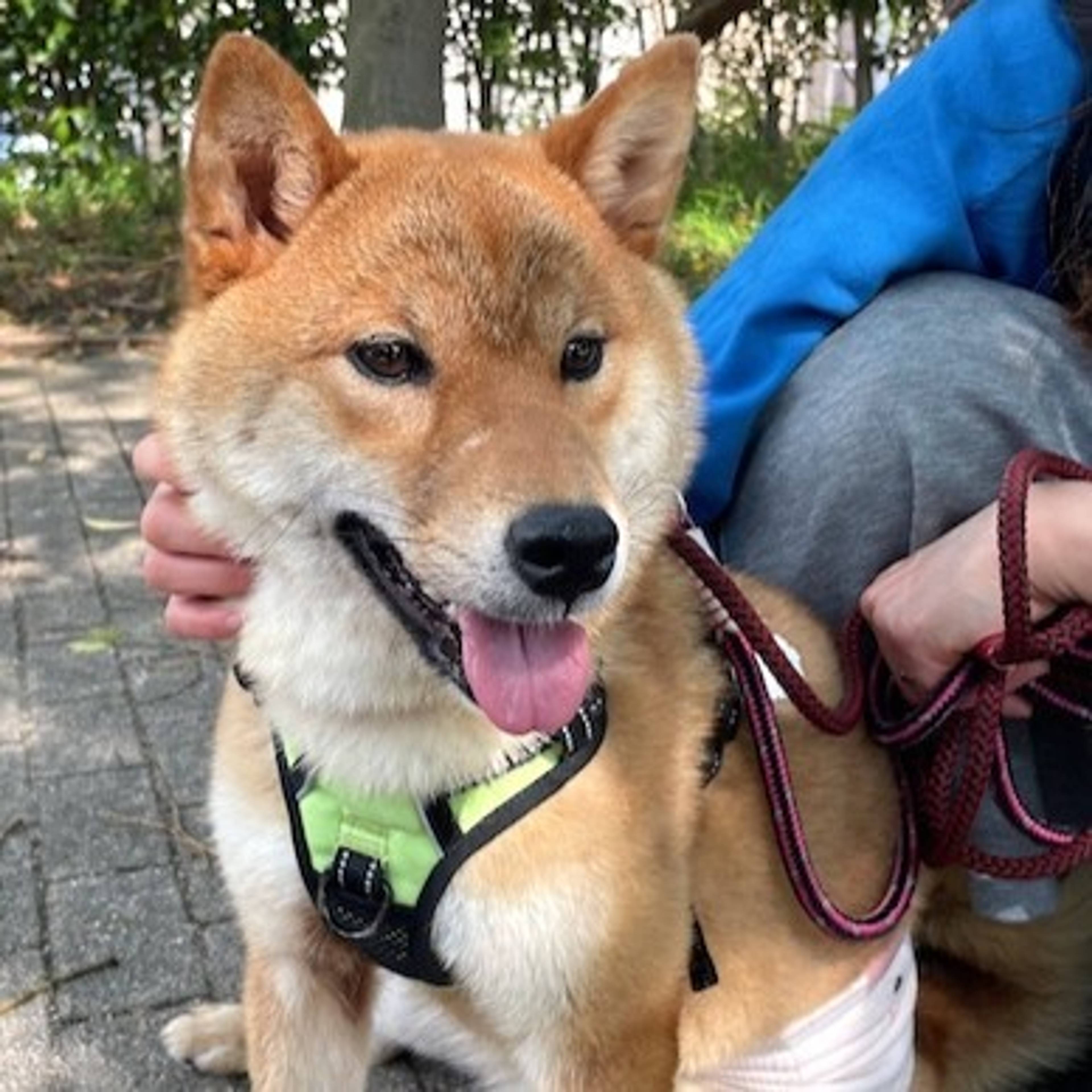 柴犬・メスの里親募集の写真