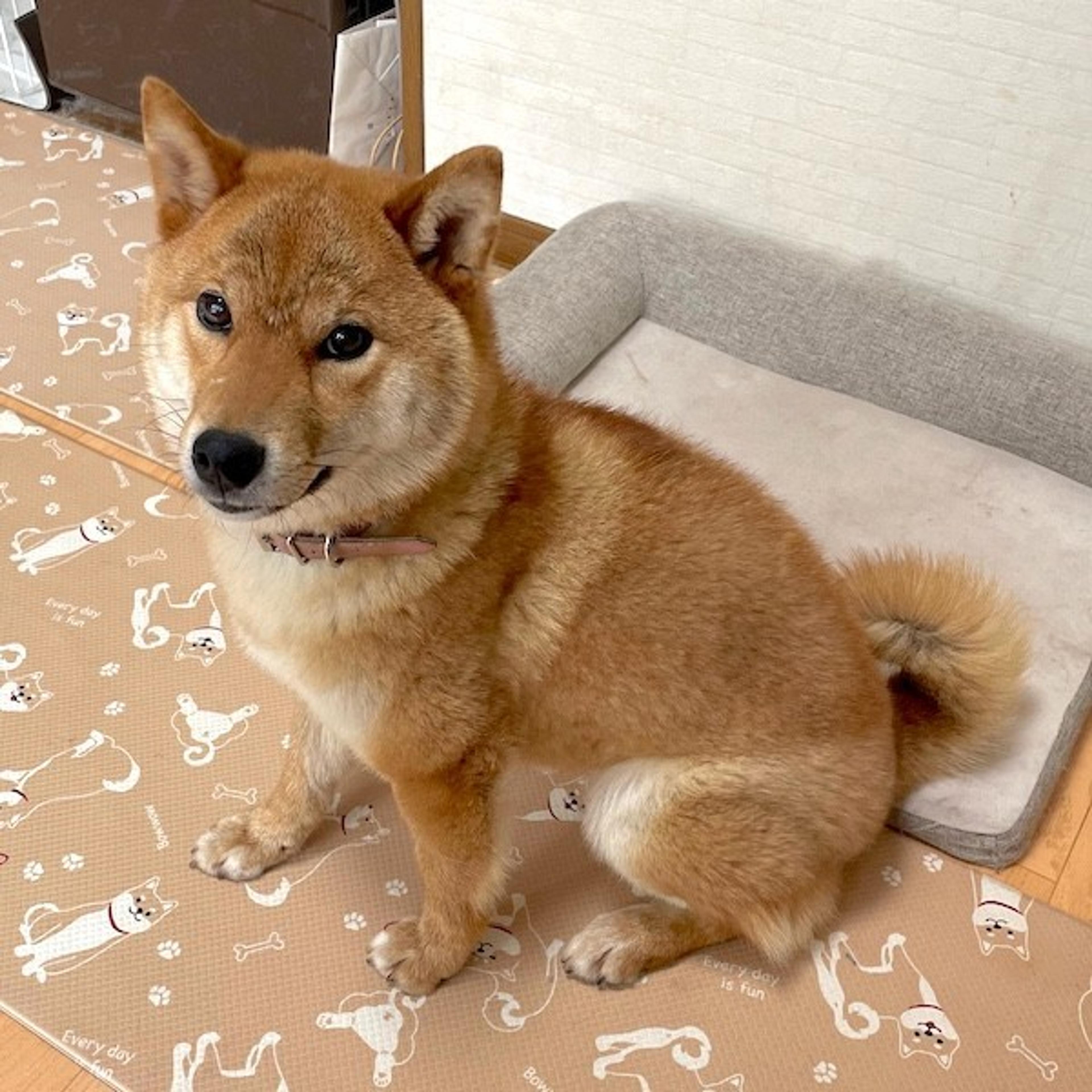 pet-image-2