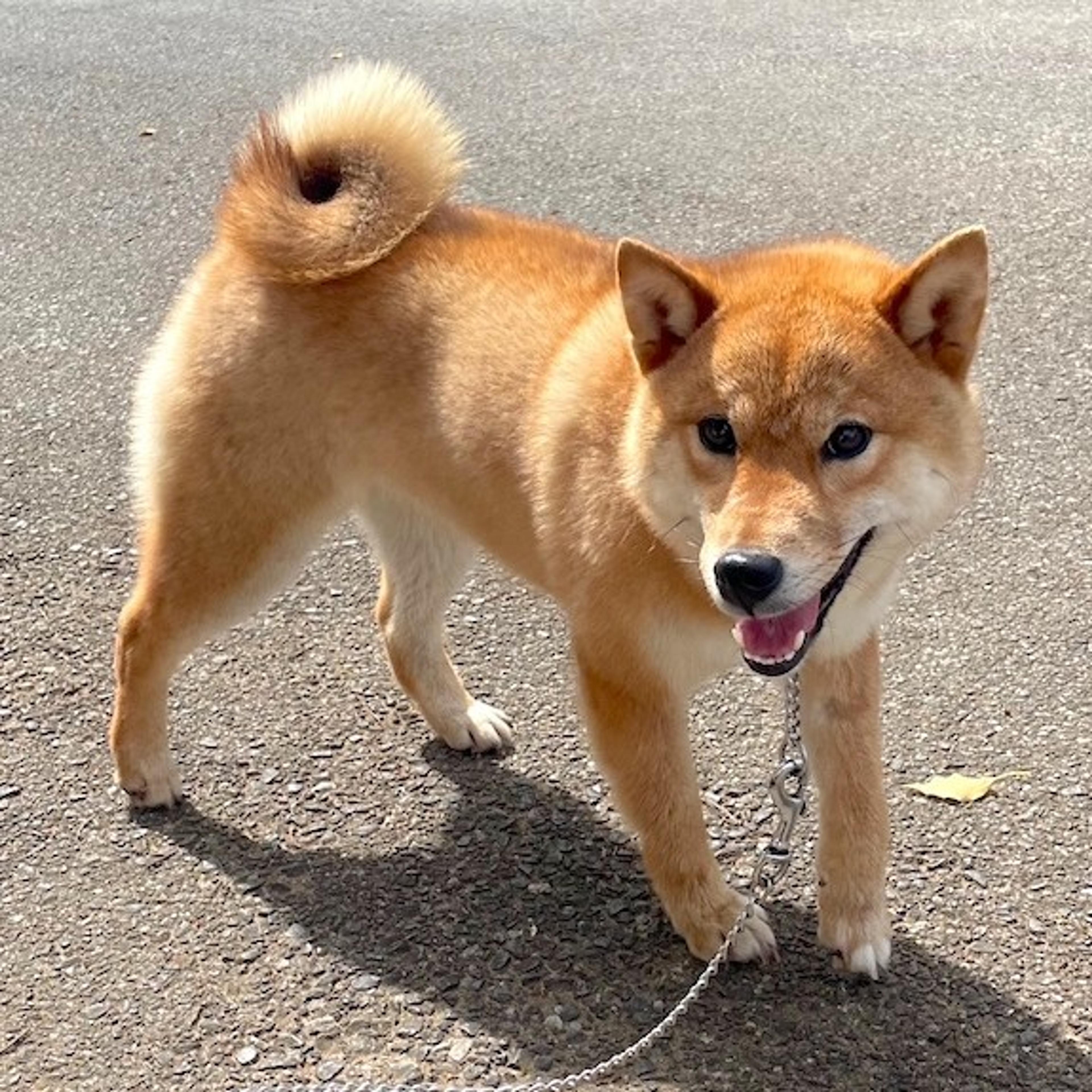 pet-image-4