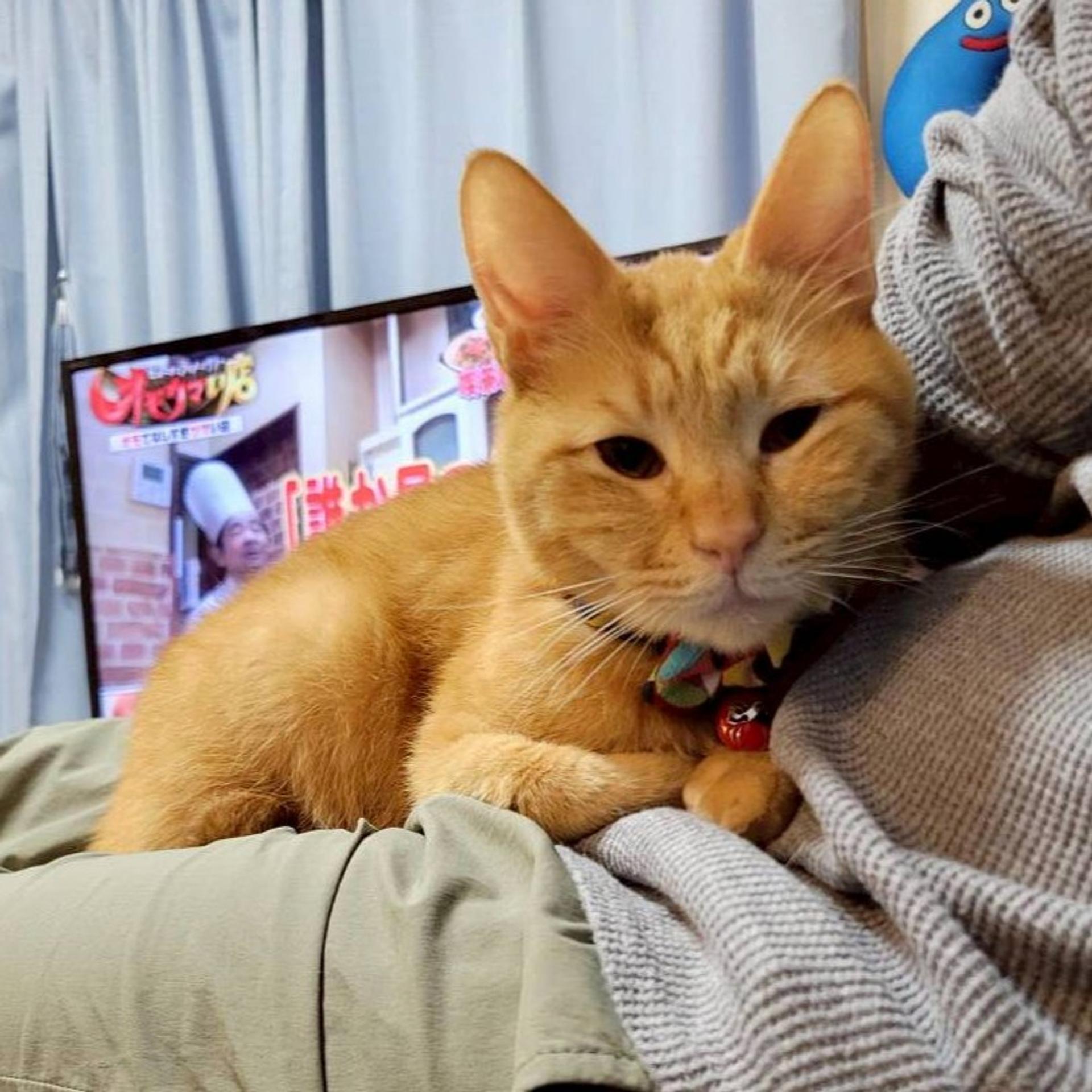 pet-image-3