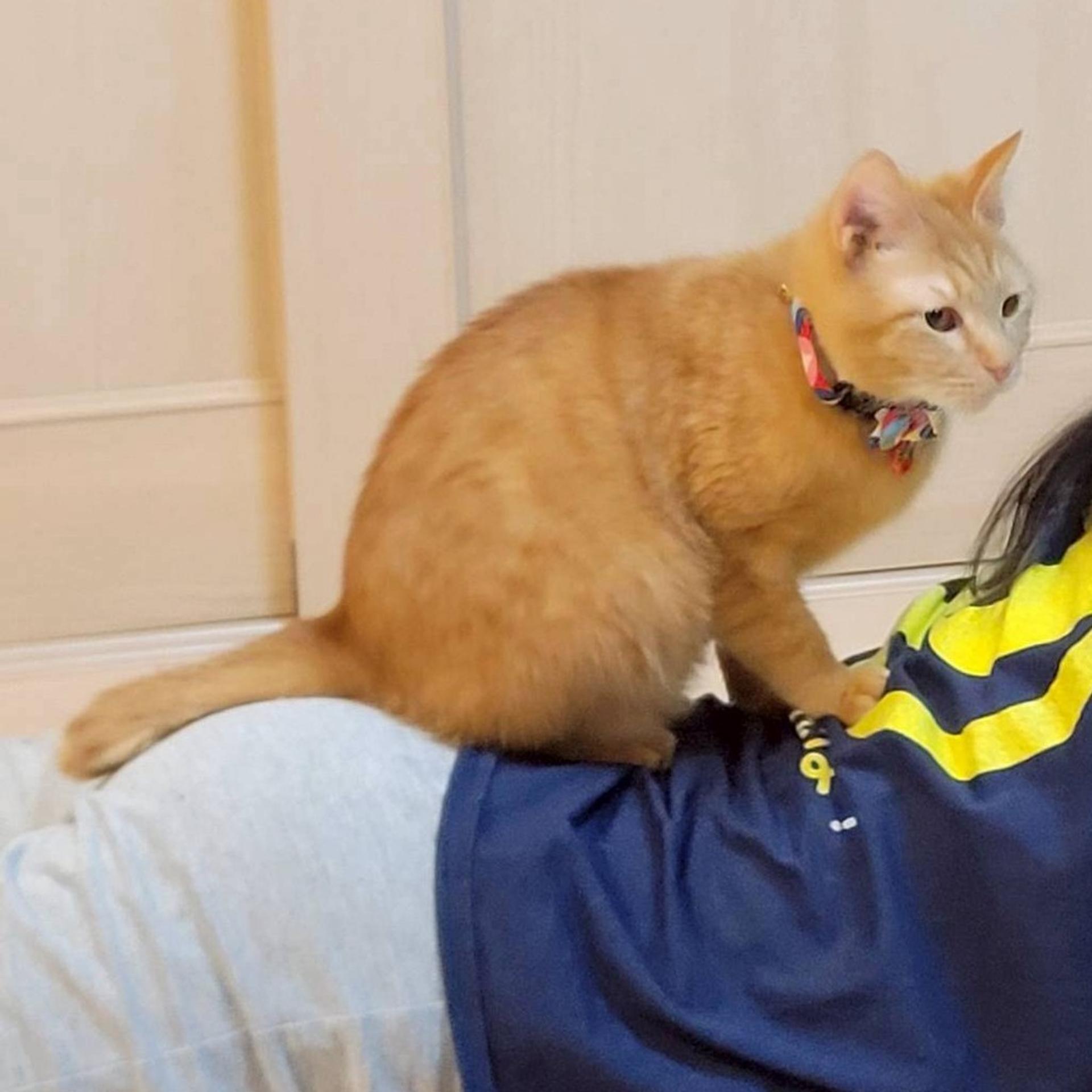 pet-image-6