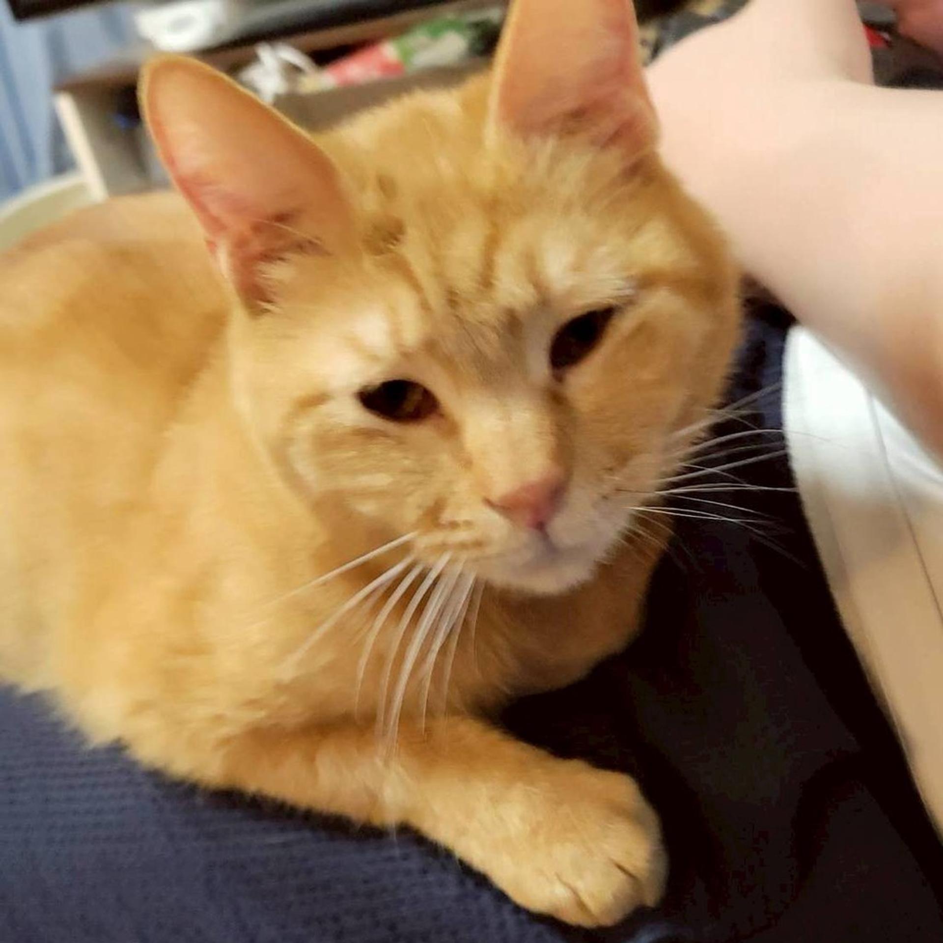 pet-image-10