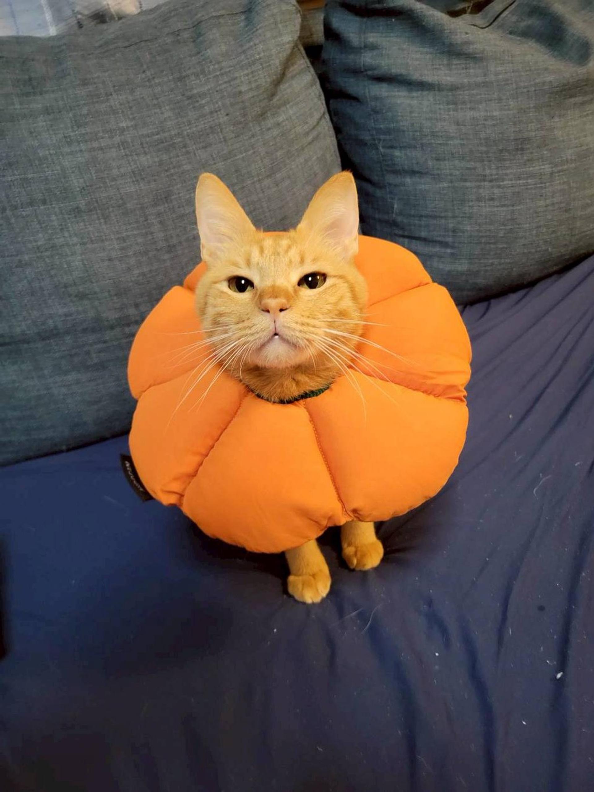 pet-image-8
