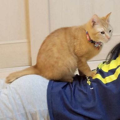 たまご