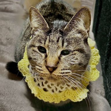 雑種（ミックス猫）・メスの里親募集の写真