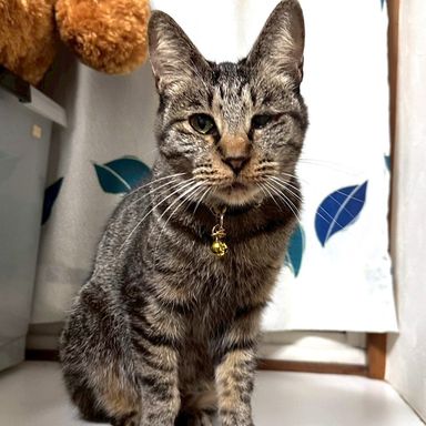 雑種（ミックス猫）・メスの里親募集の写真