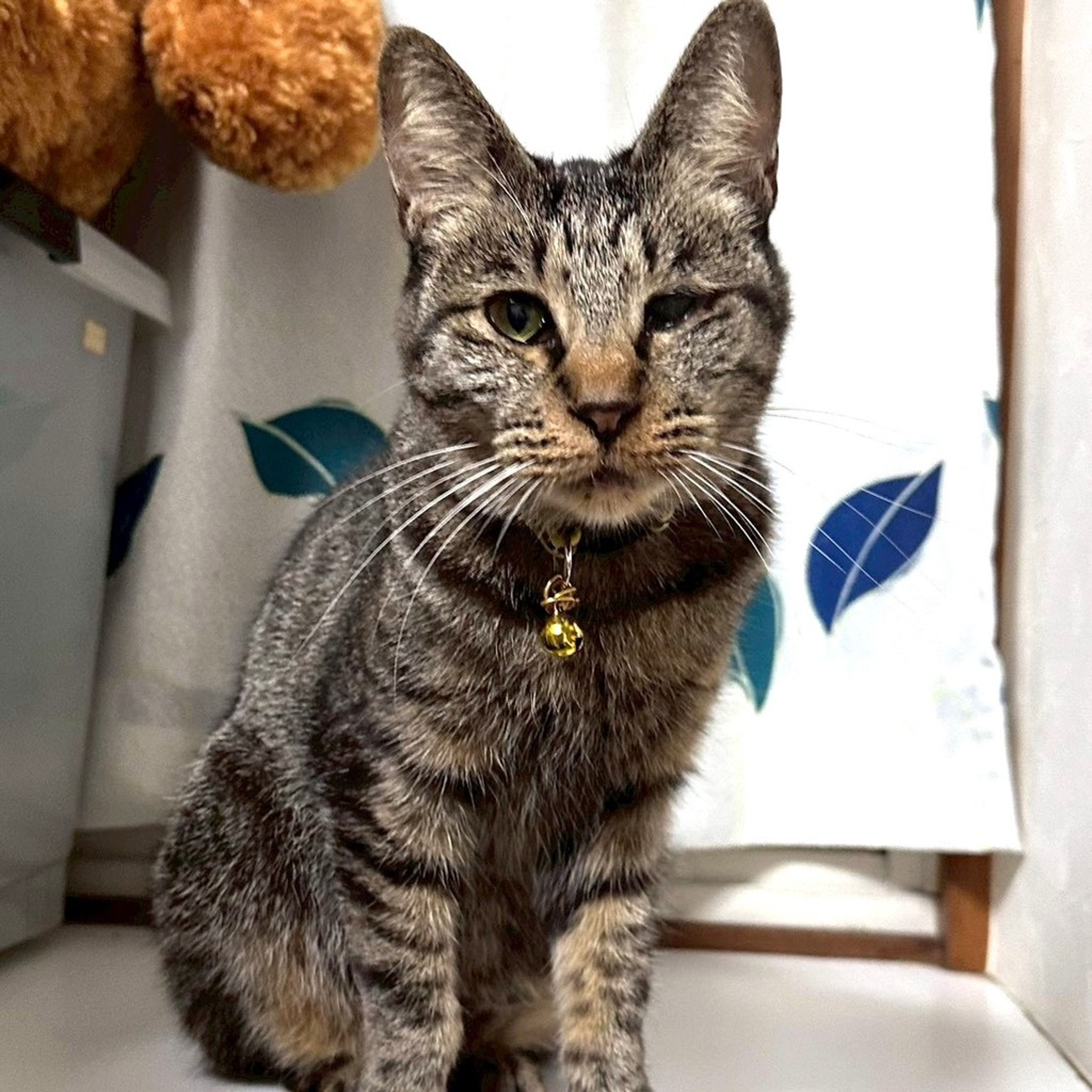 雑種（ミックス猫）・メスの里親募集の写真