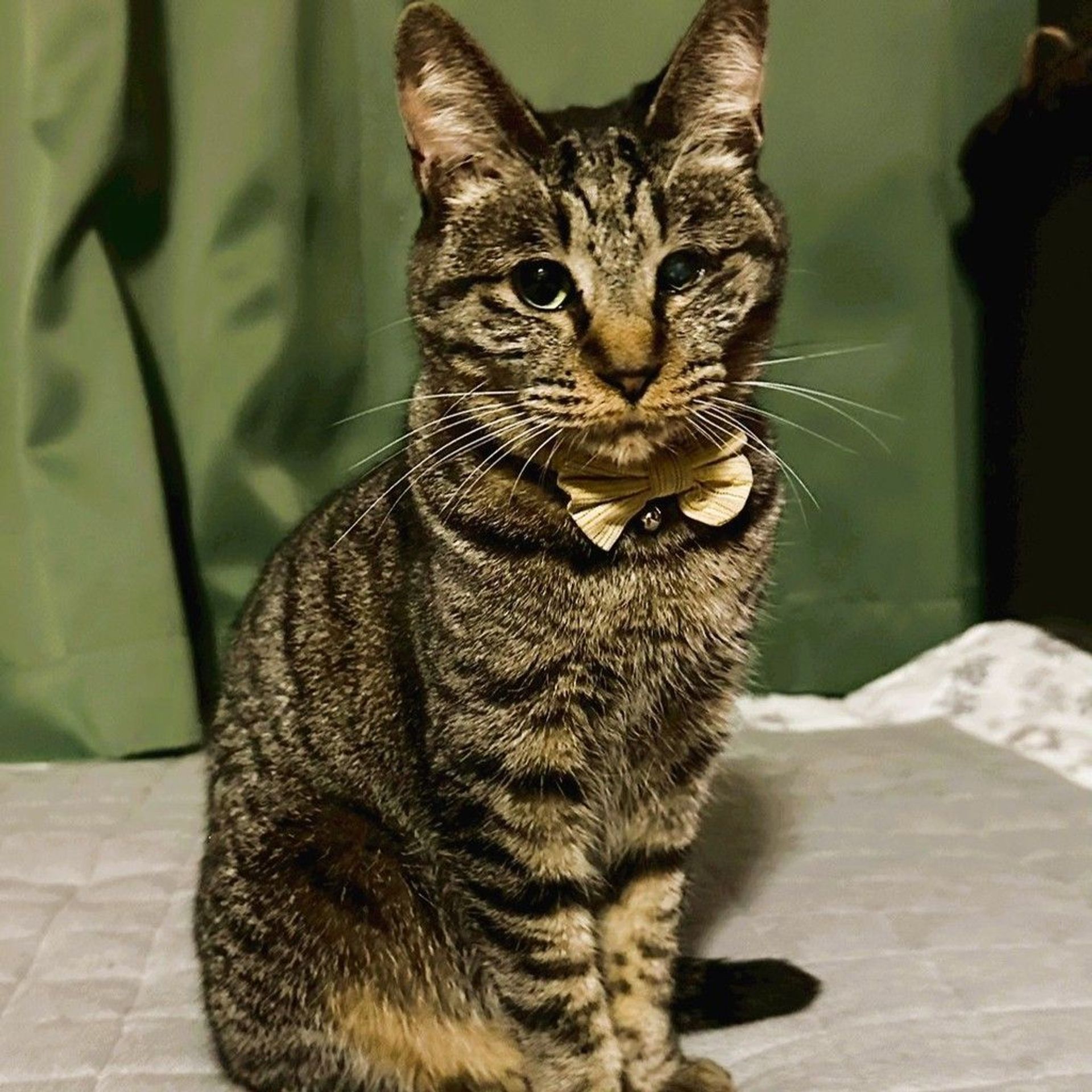 雑種（ミックス猫）・メスの里親募集の写真