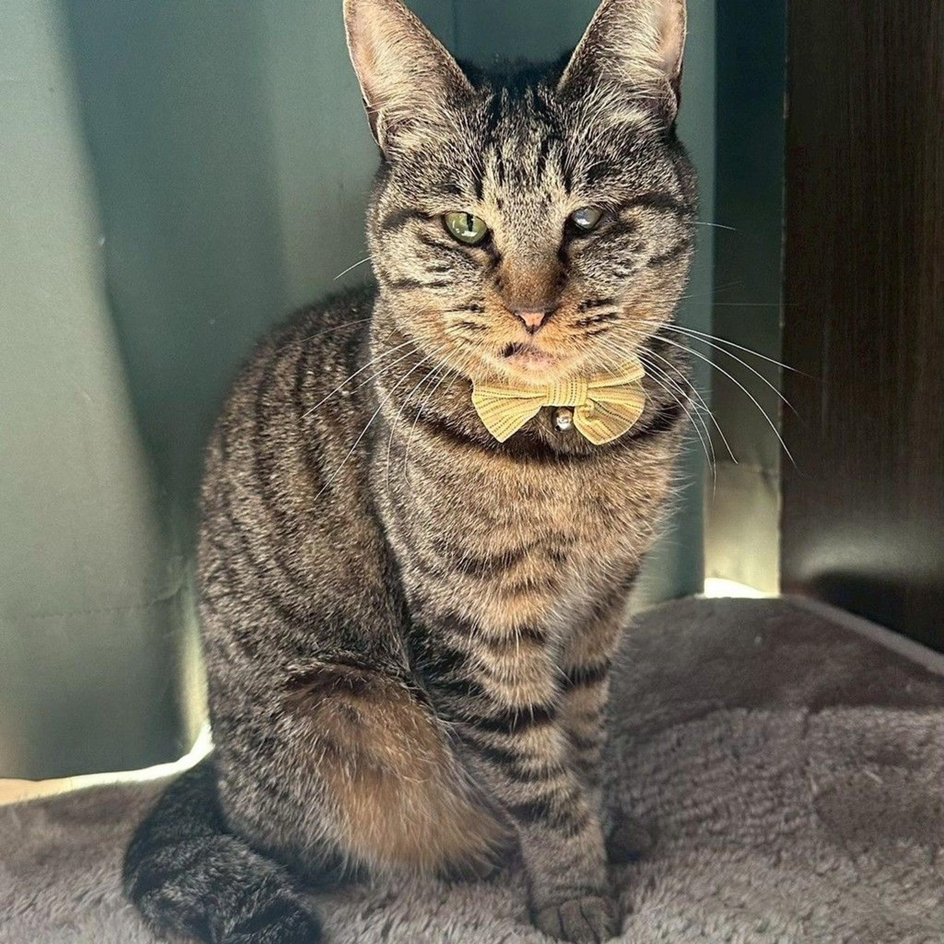 pet-image-2