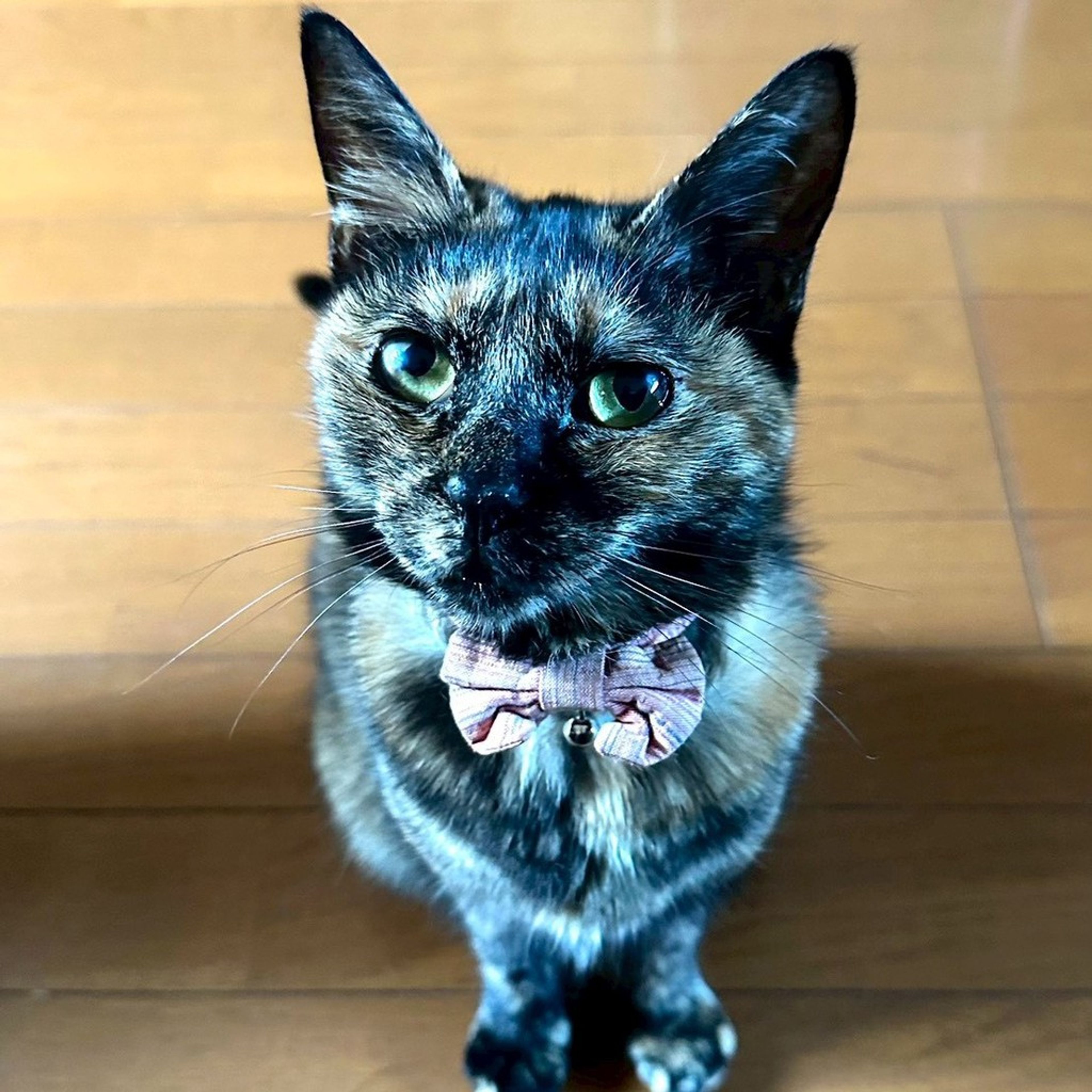 雑種（ミックス猫）・メスの里親募集の写真