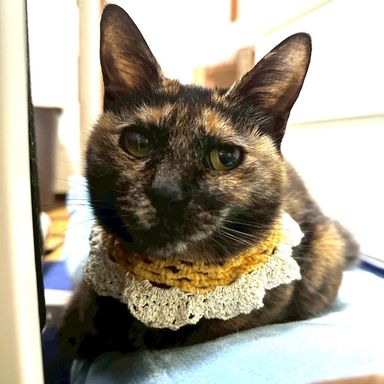 雑種（ミックス猫）・メスの里親募集の写真