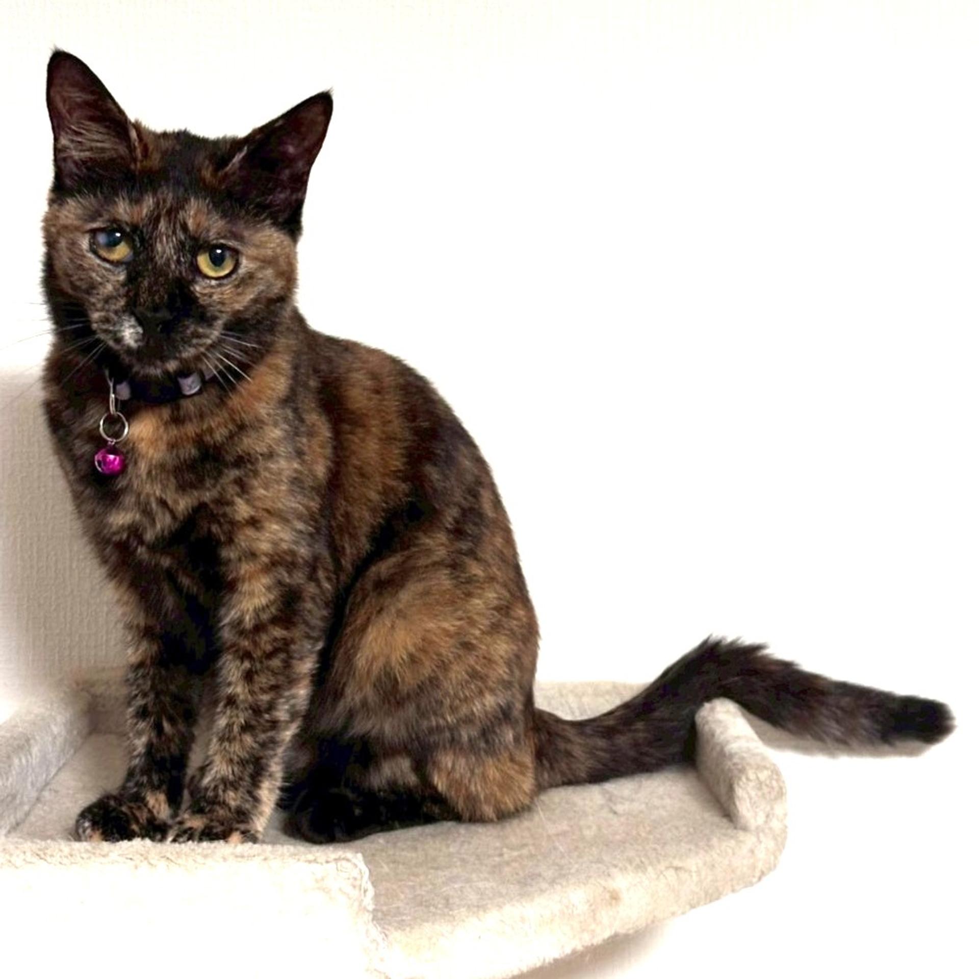 pet-image-7