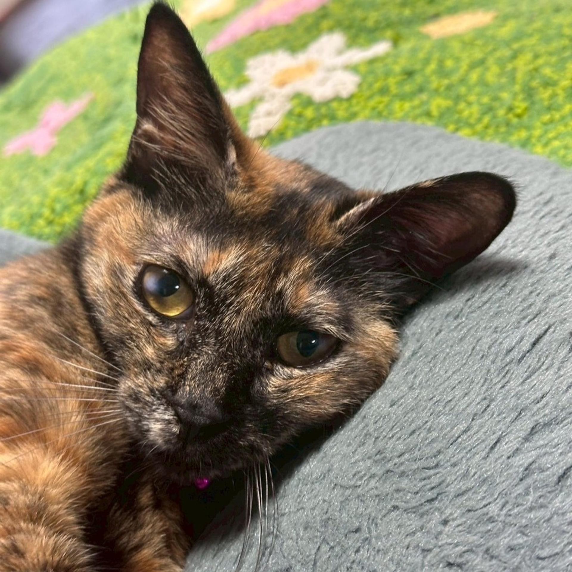 pet-image-8