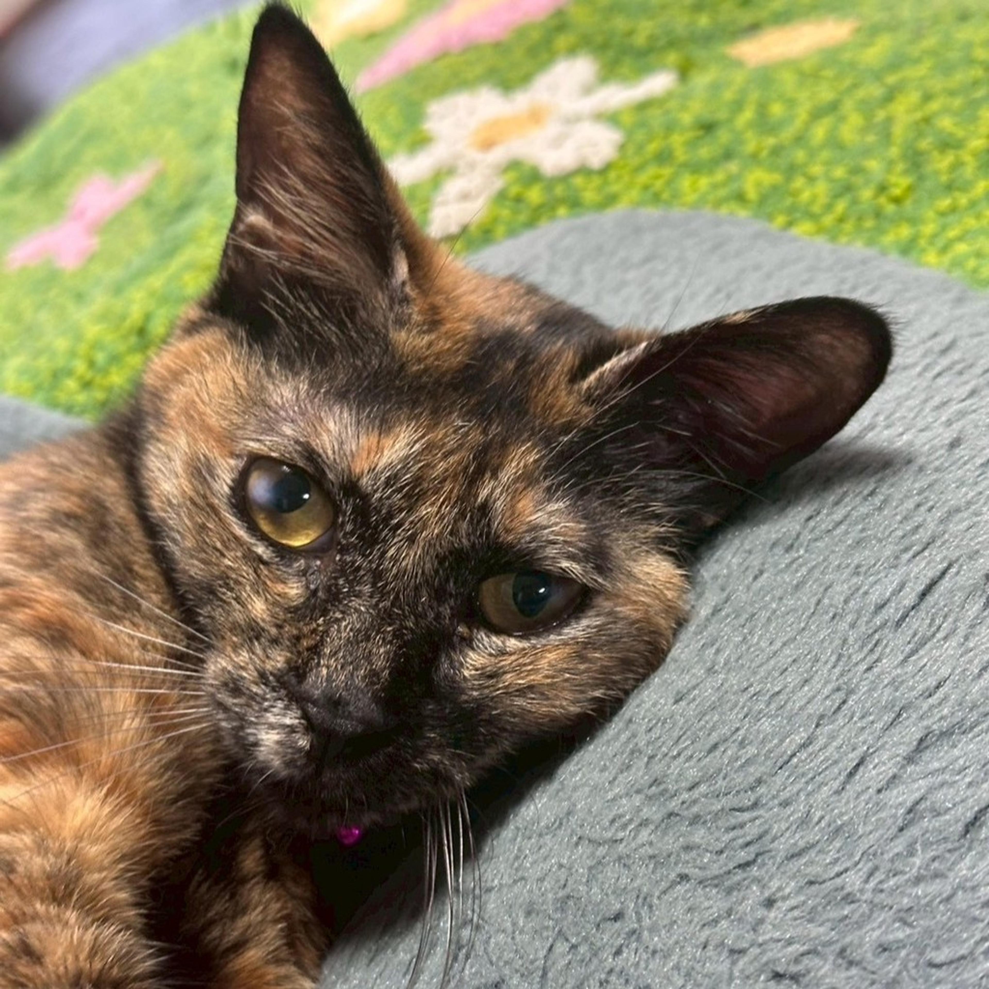 pet-image-8