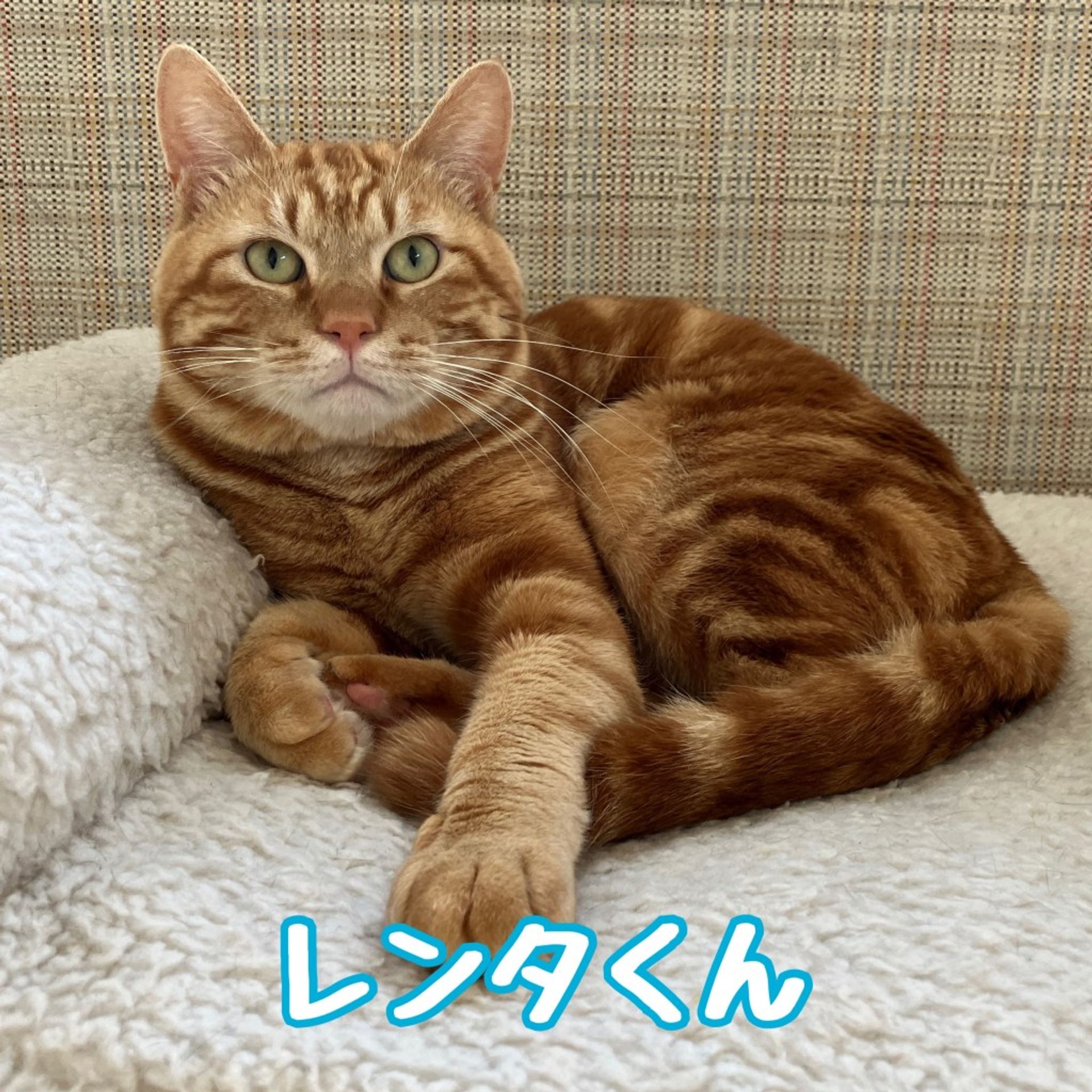 雑種（ミックス猫）・オスの里親募集の写真