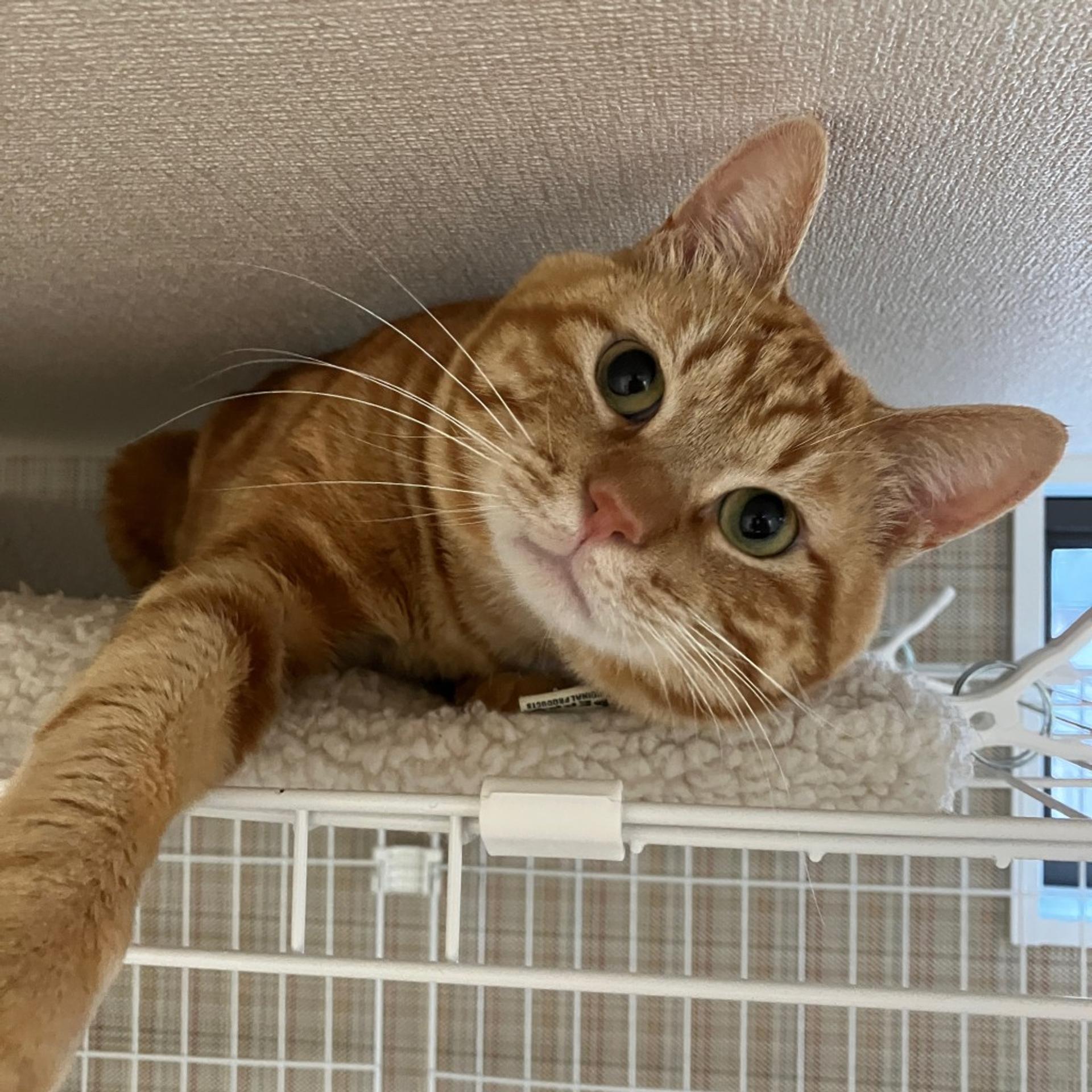 pet-image-4