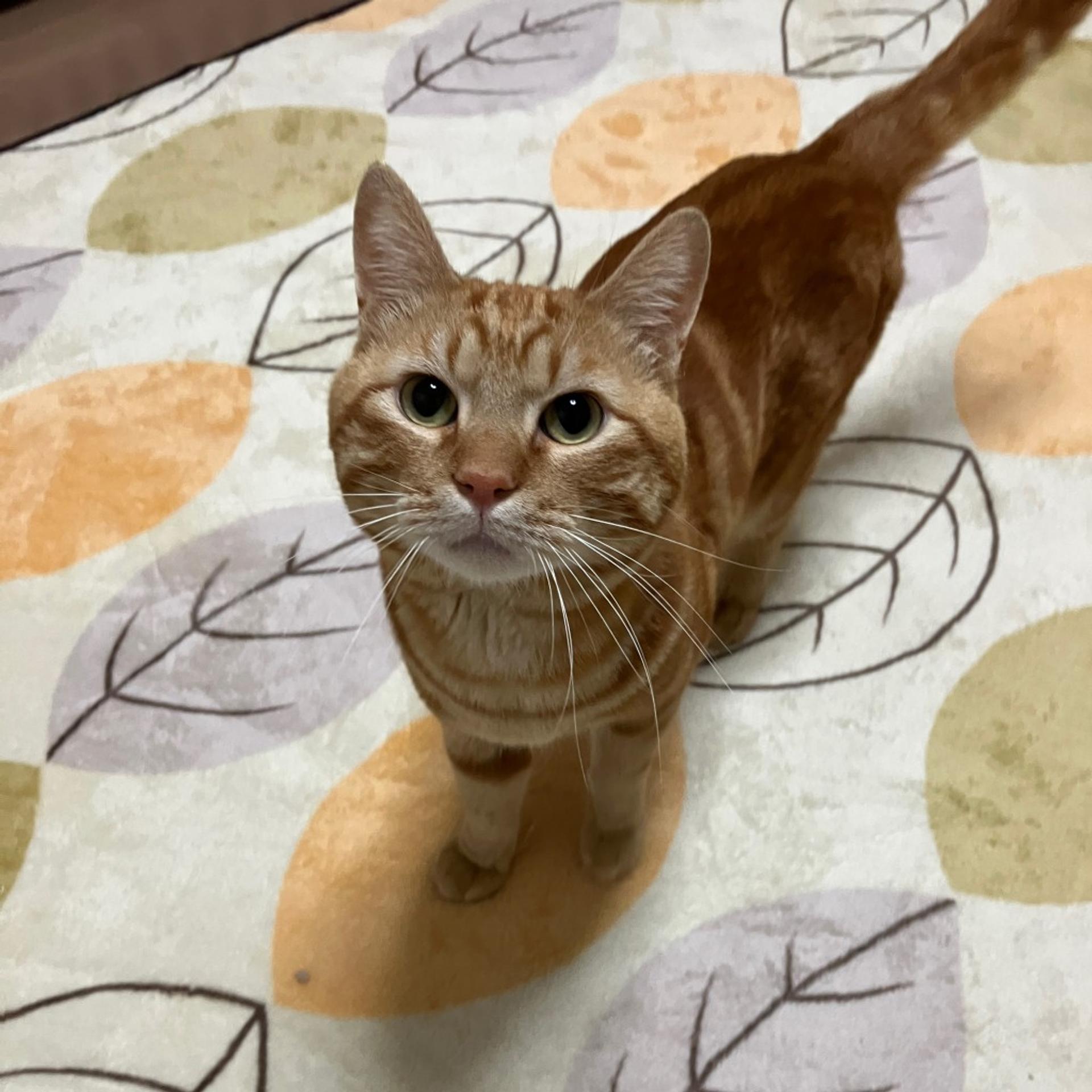 pet-image-3