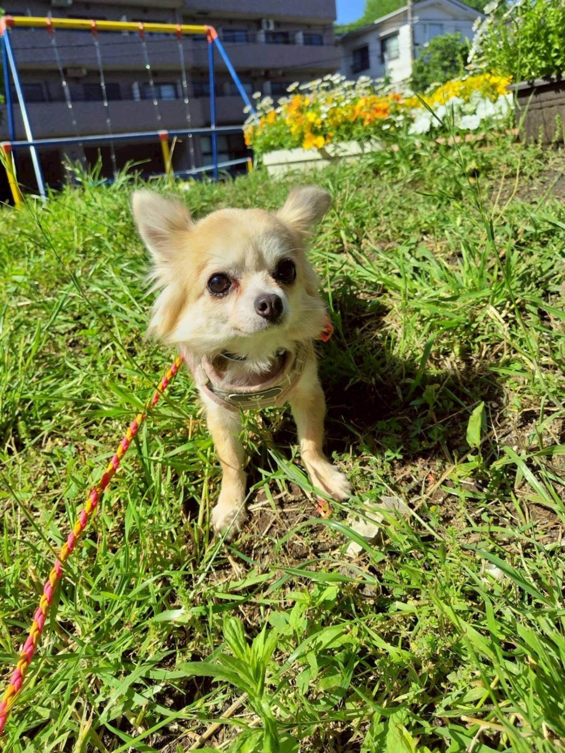 pet-image-5