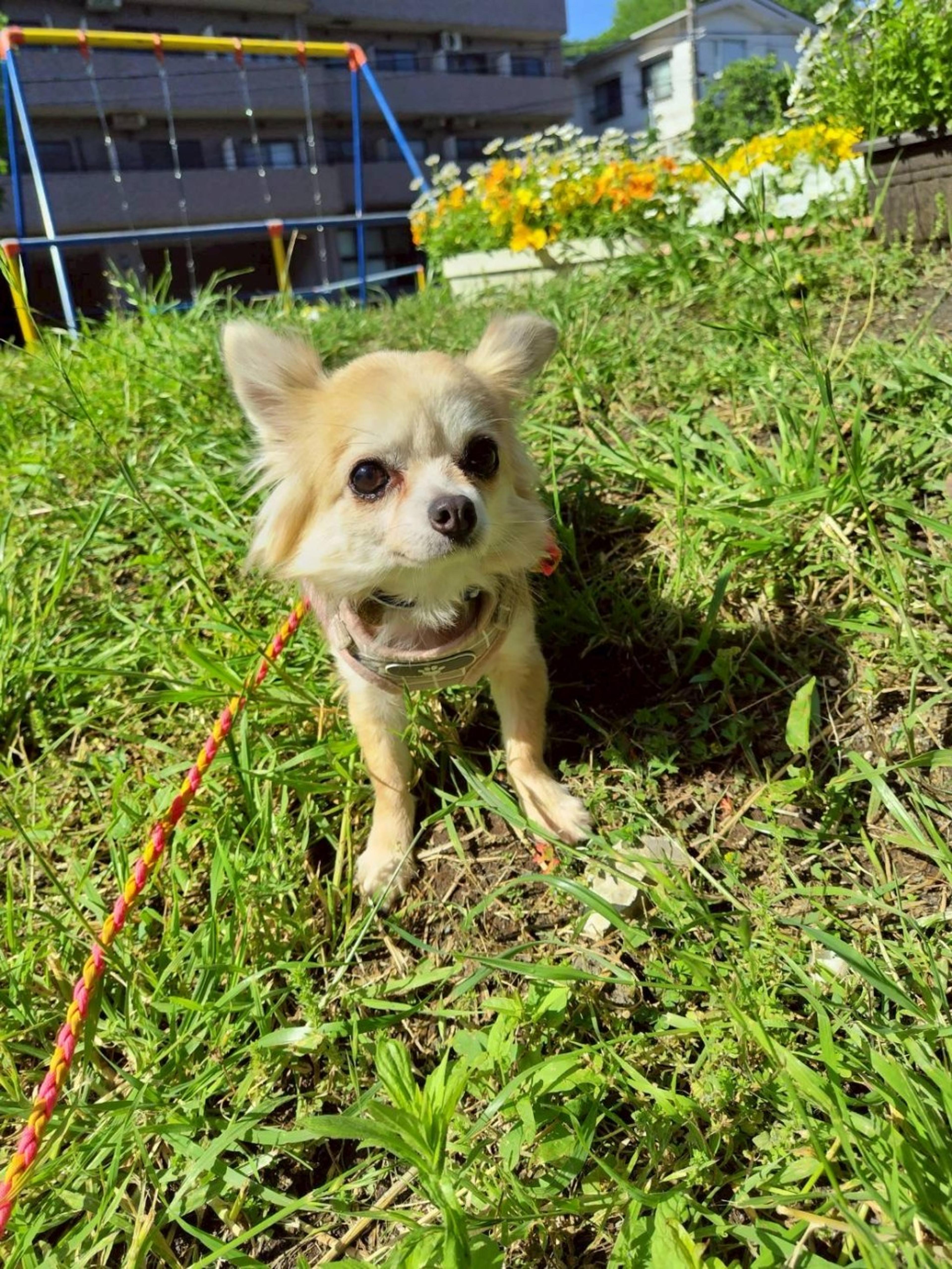 pet-image-5