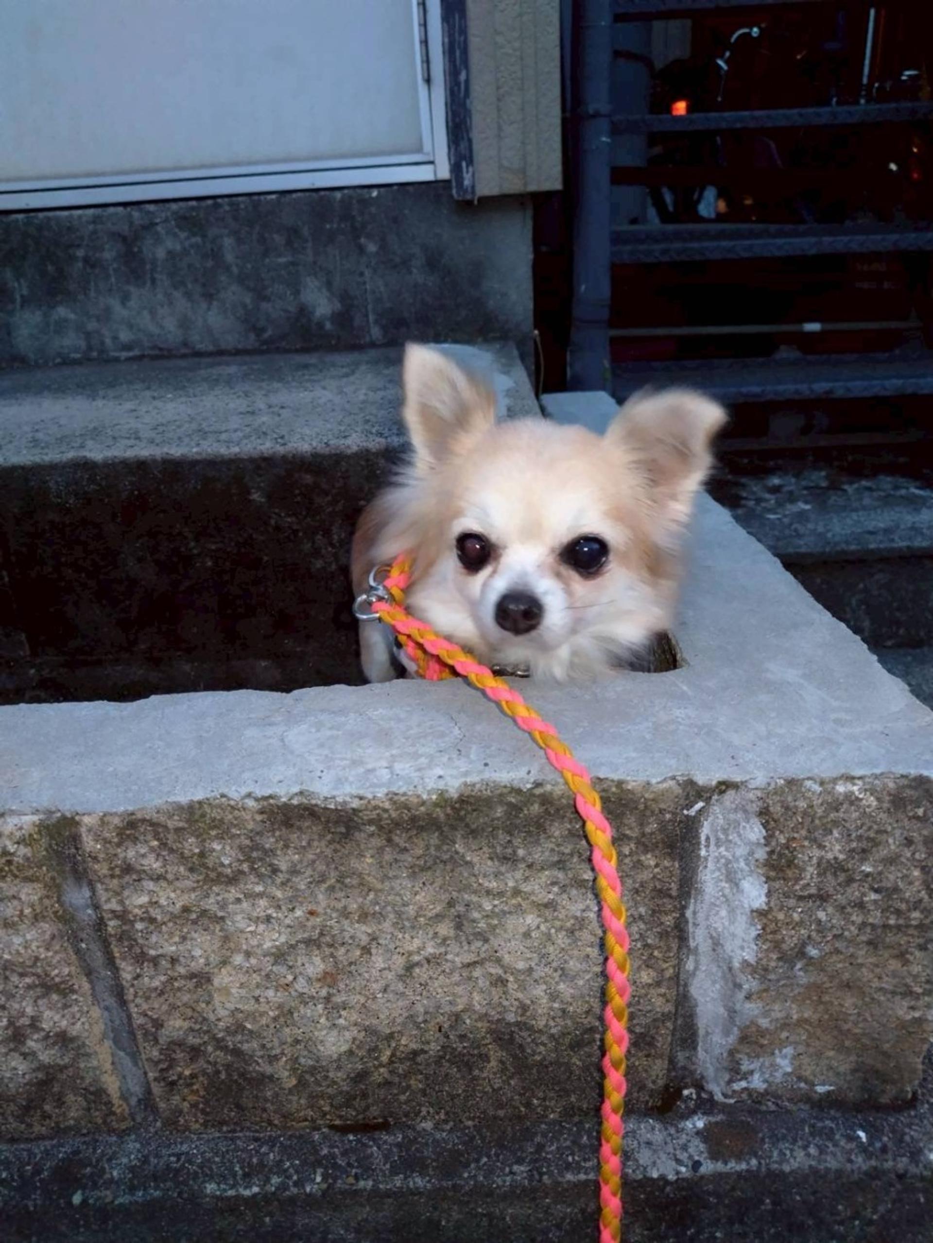 pet-image-3