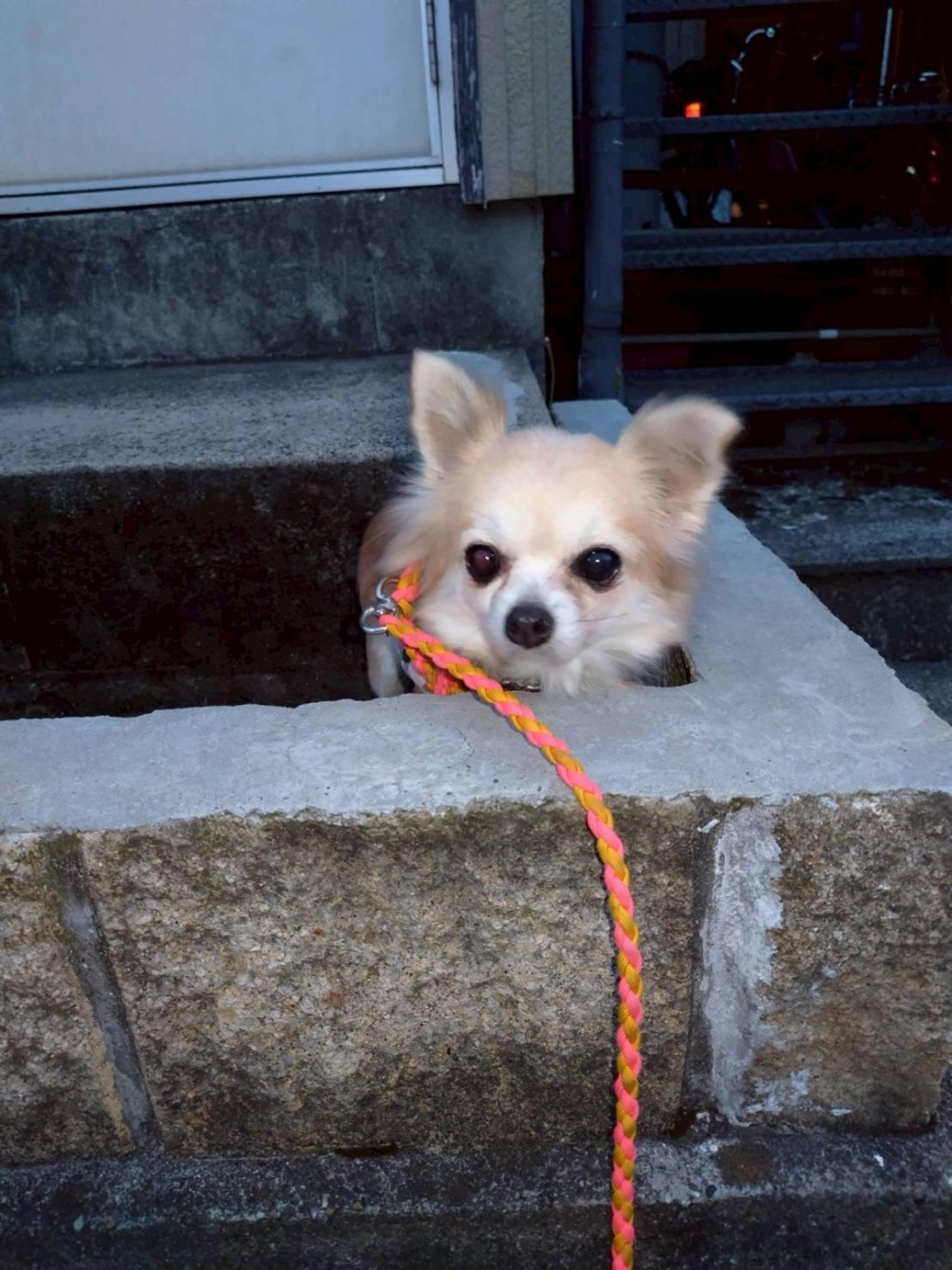 pet-image-3