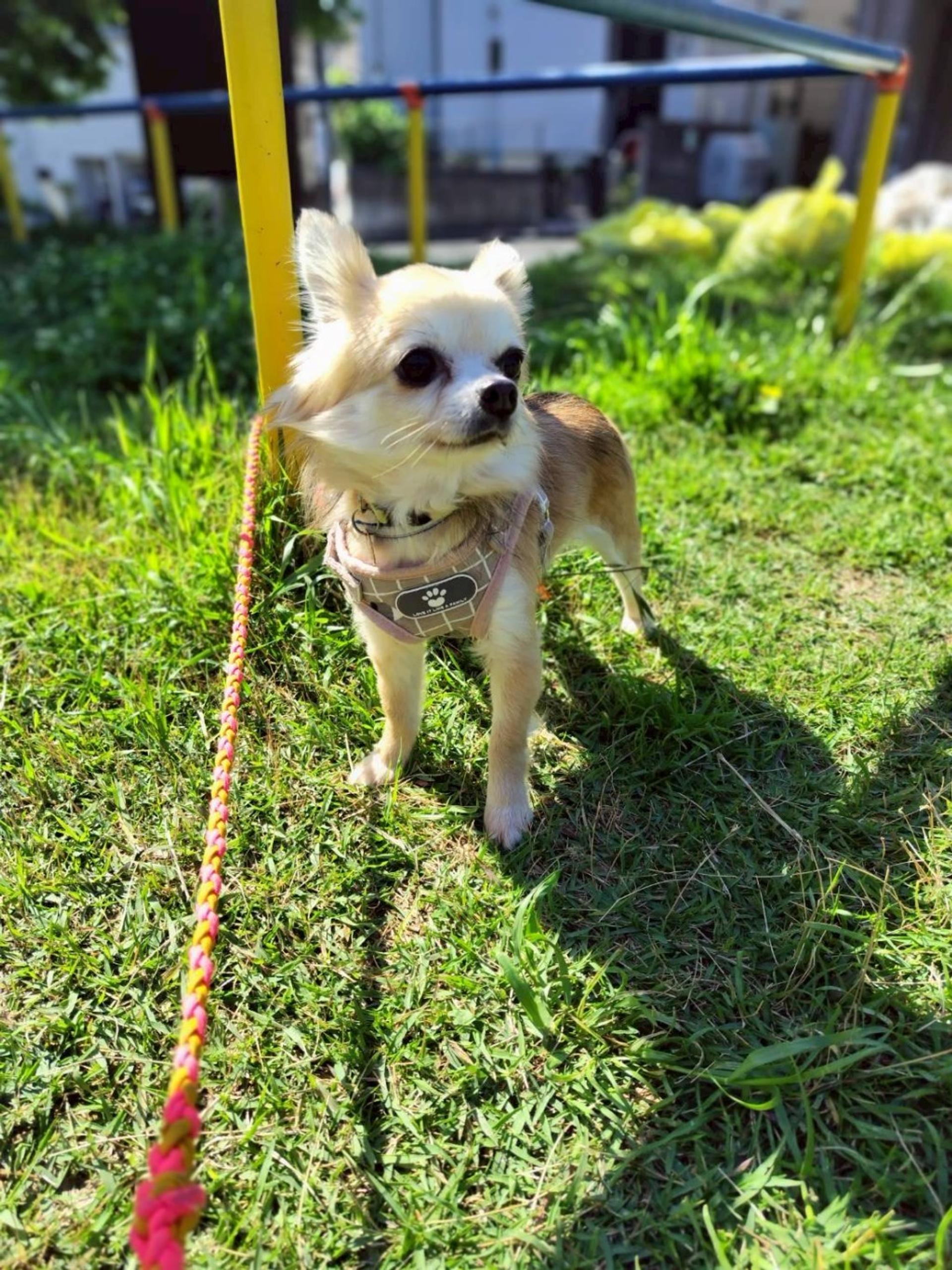pet-image-4