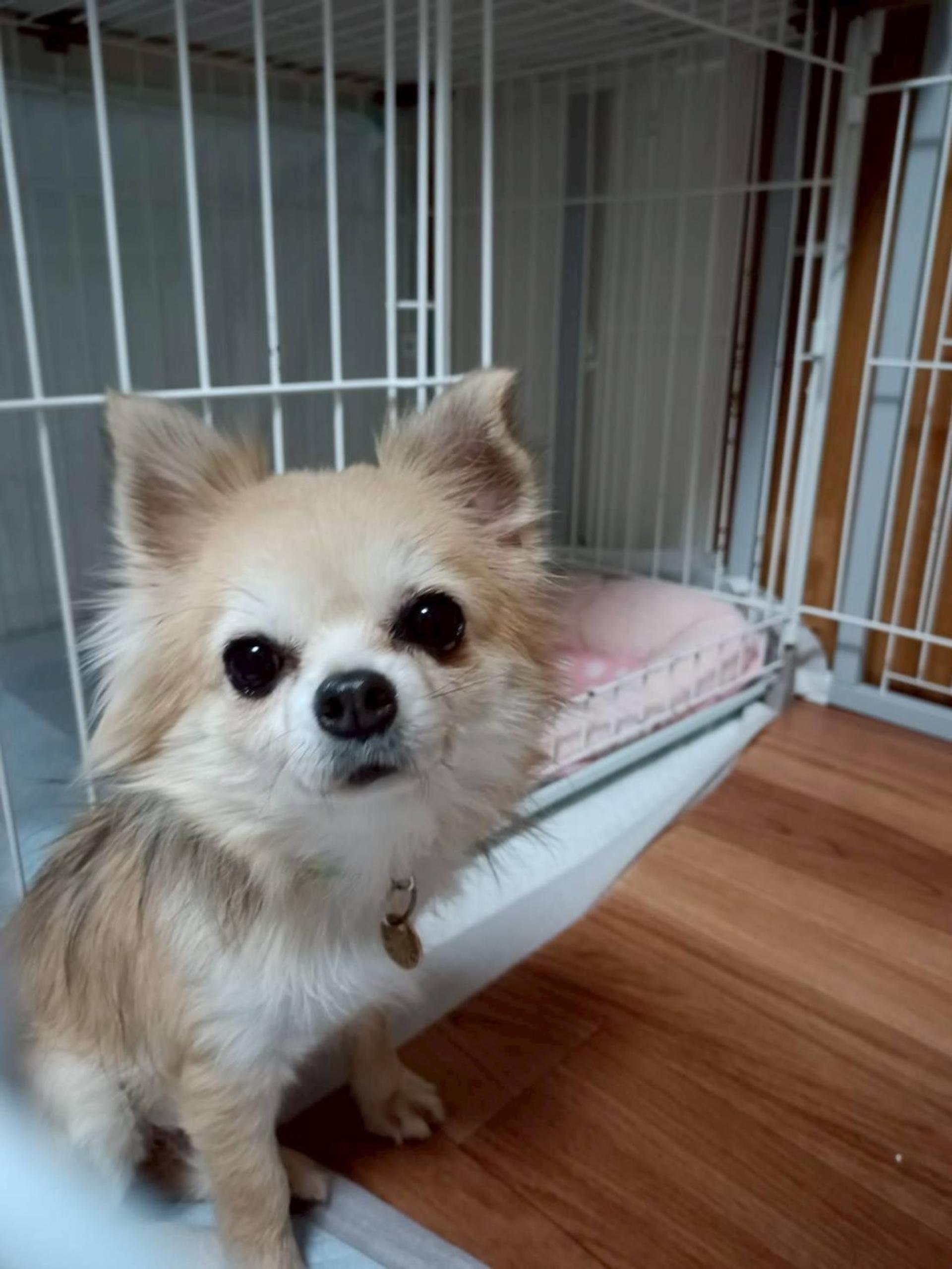 pet-image-2