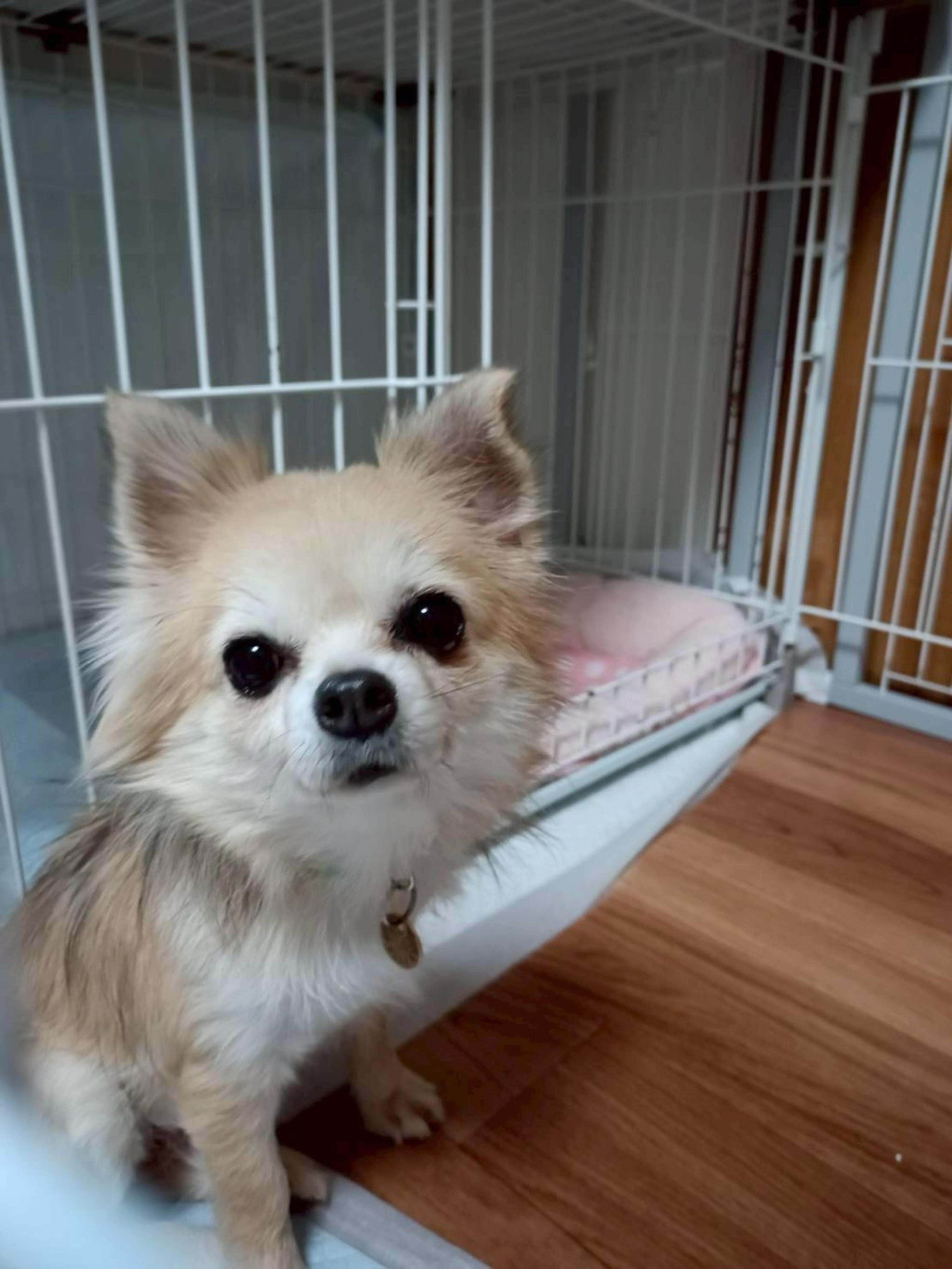 pet-image-2