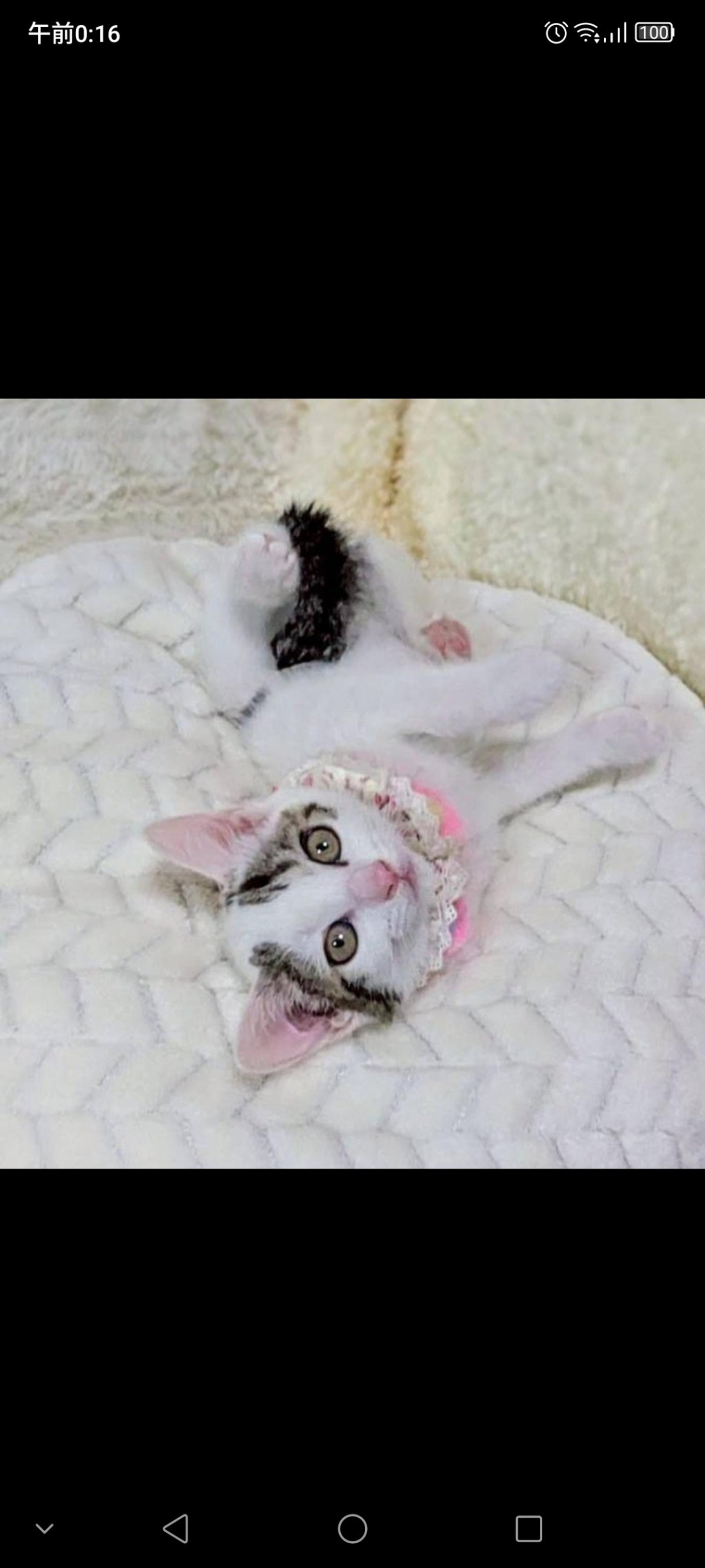 pet-image-3