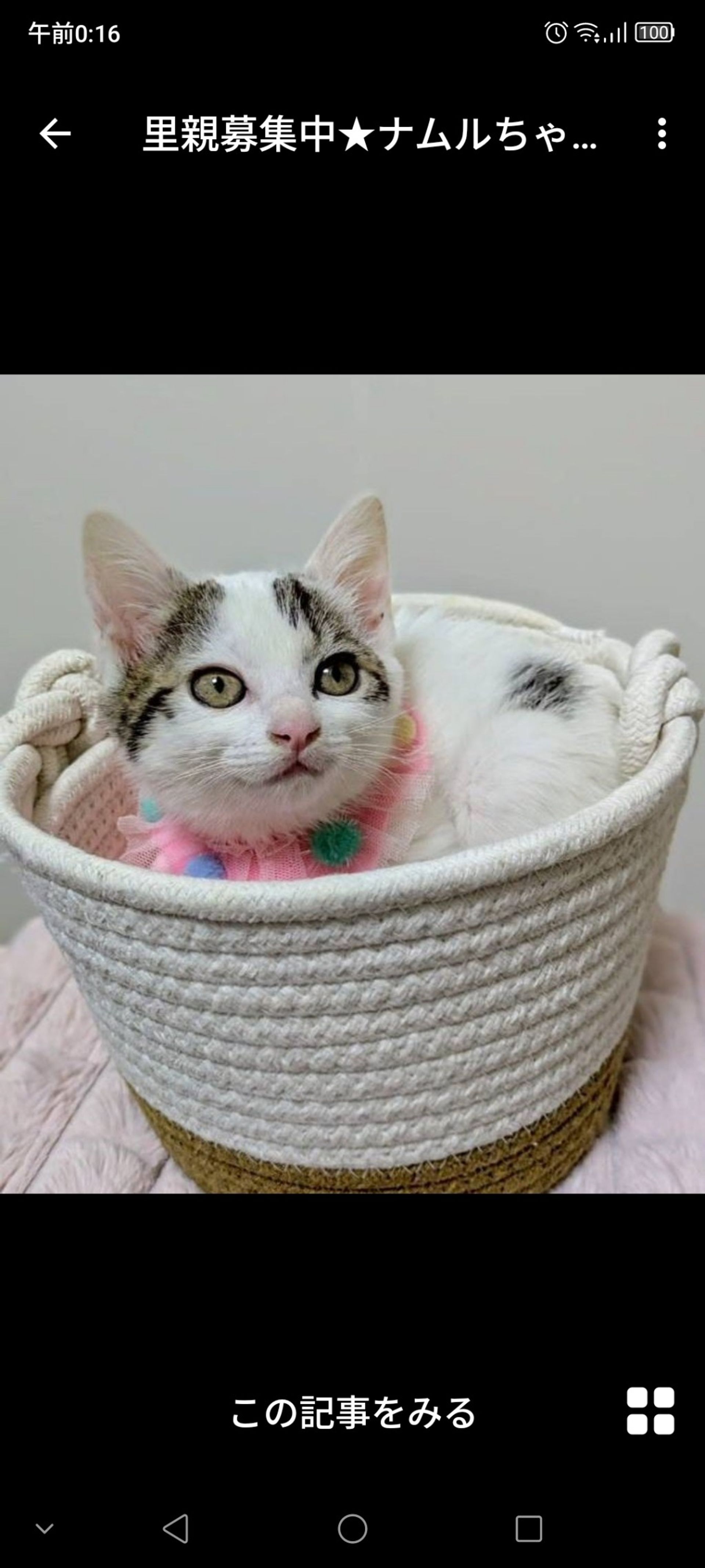 雑種（ミックス猫）・メスの里親募集の写真