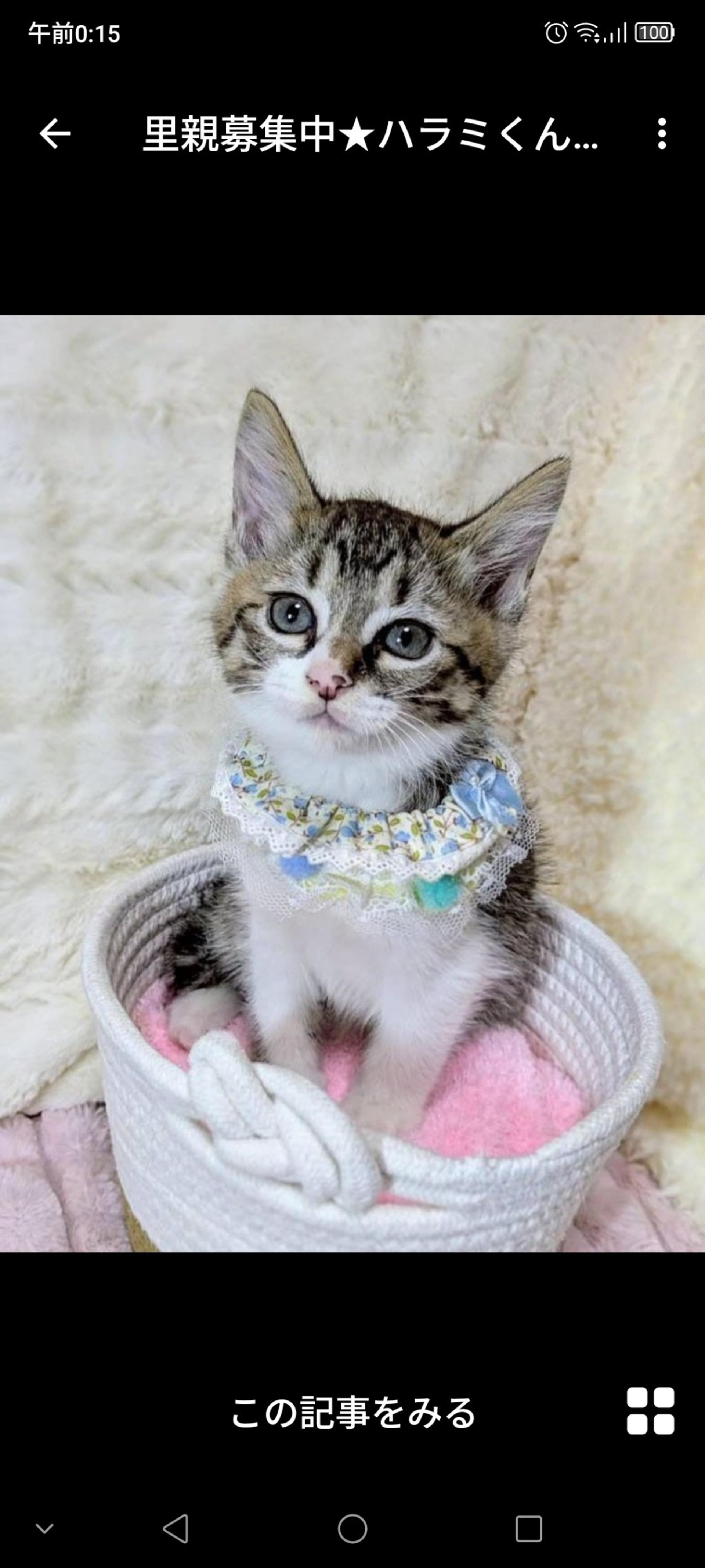 pet-image-2