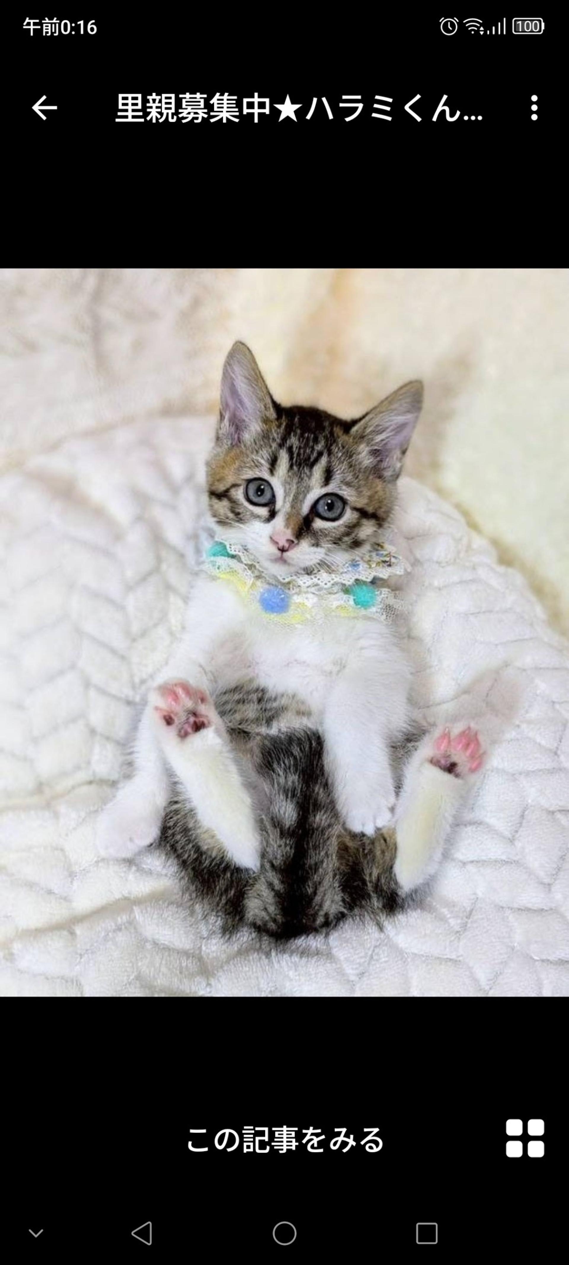 pet-image-3