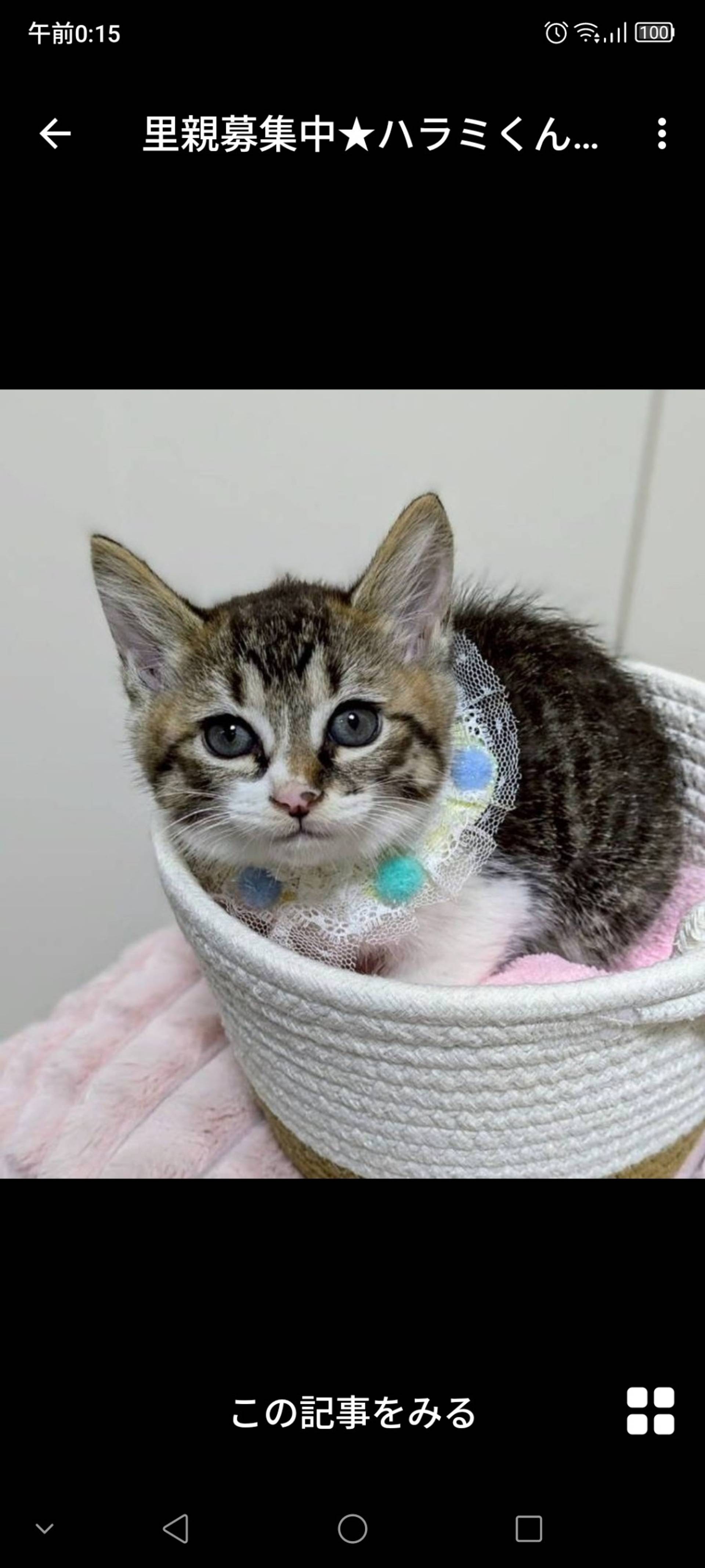雑種（ミックス猫）・オスの里親募集の写真
