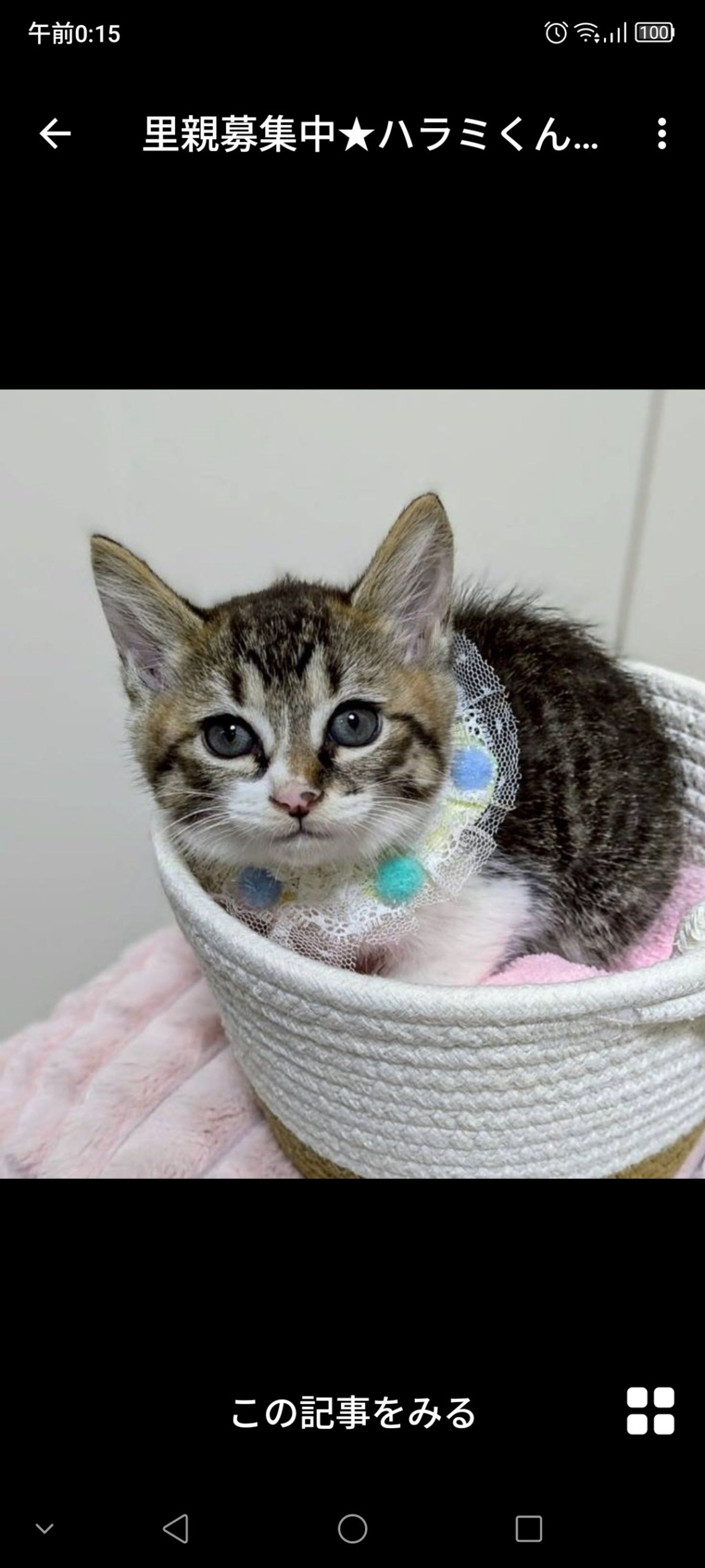 雑種（ミックス猫）・オスの里親募集の写真