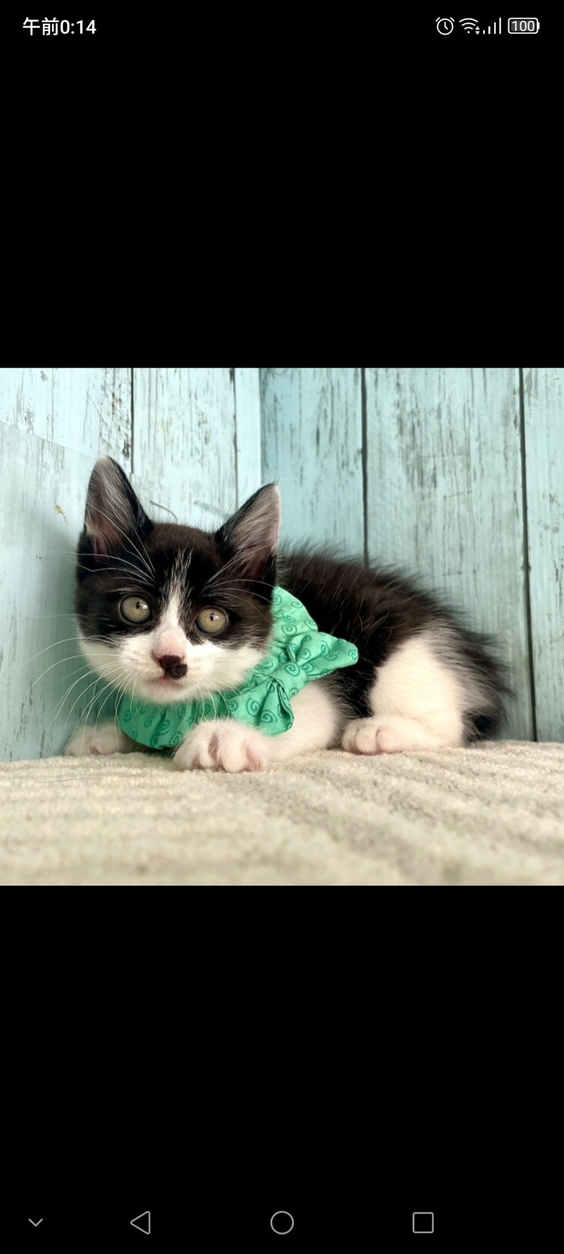 pet-image-2