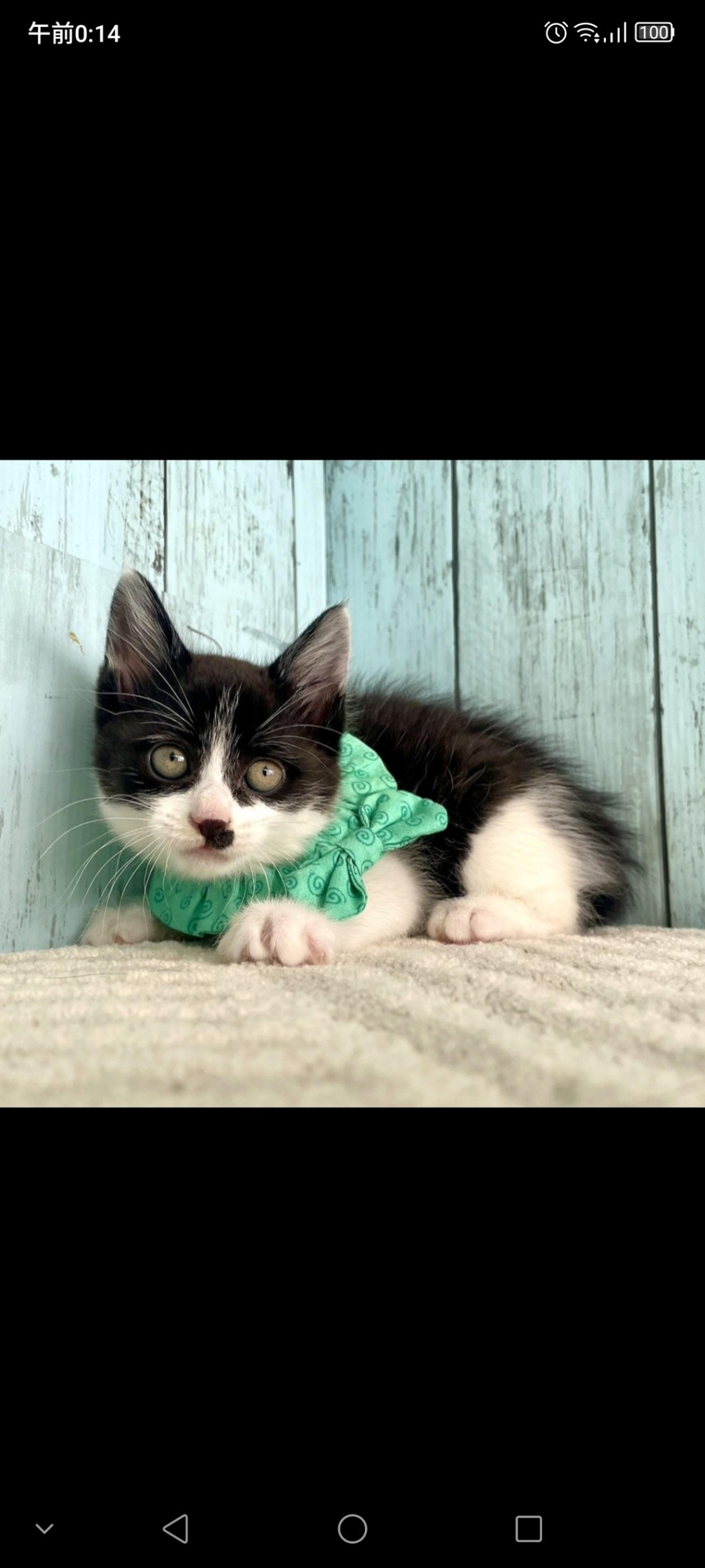 pet-image-2