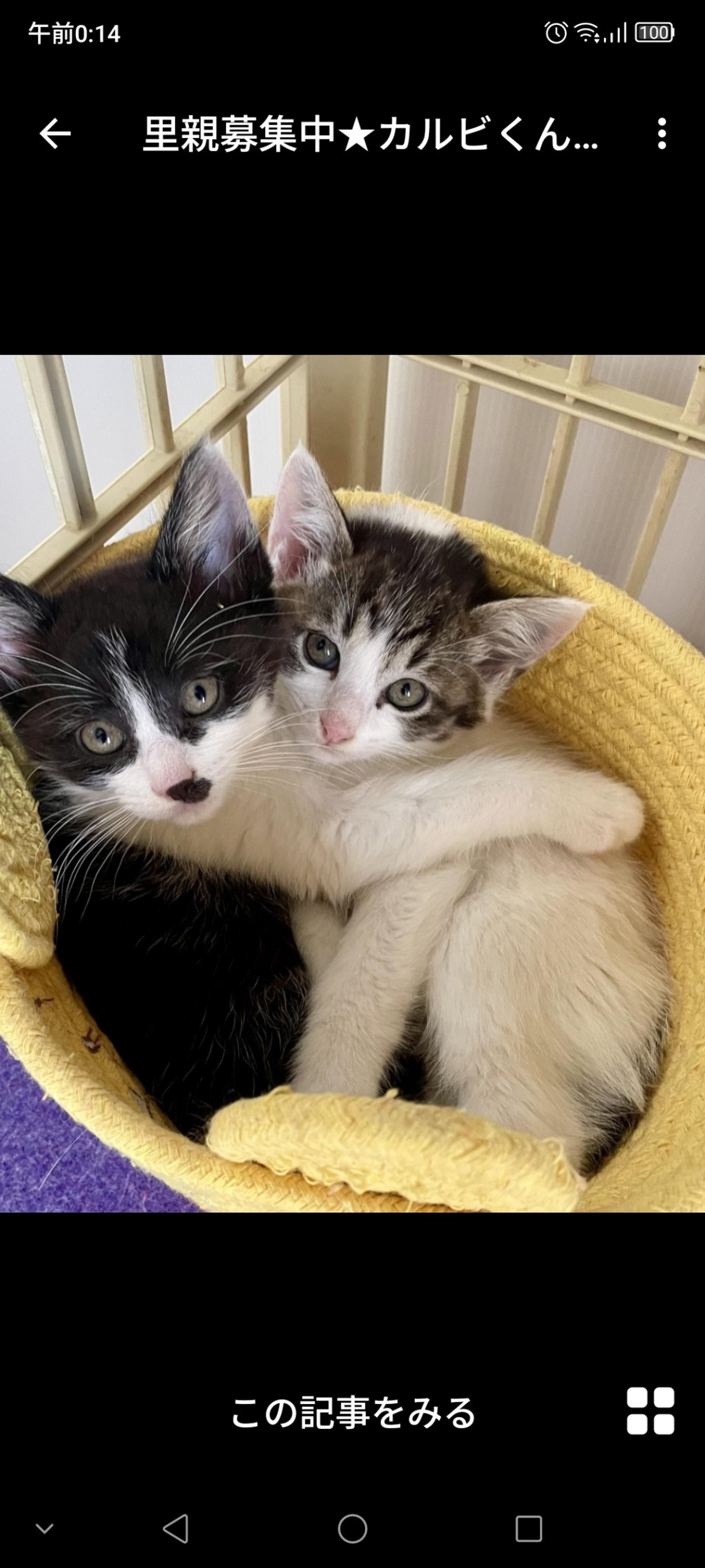 pet-image-3