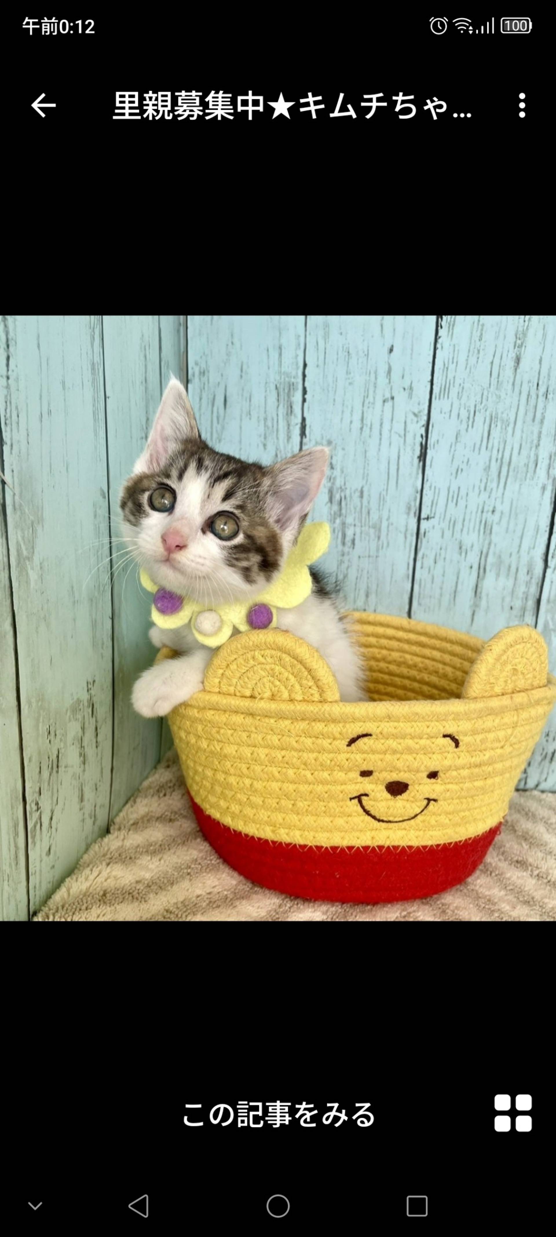 雑種（ミックス猫）・メスの里親募集の写真