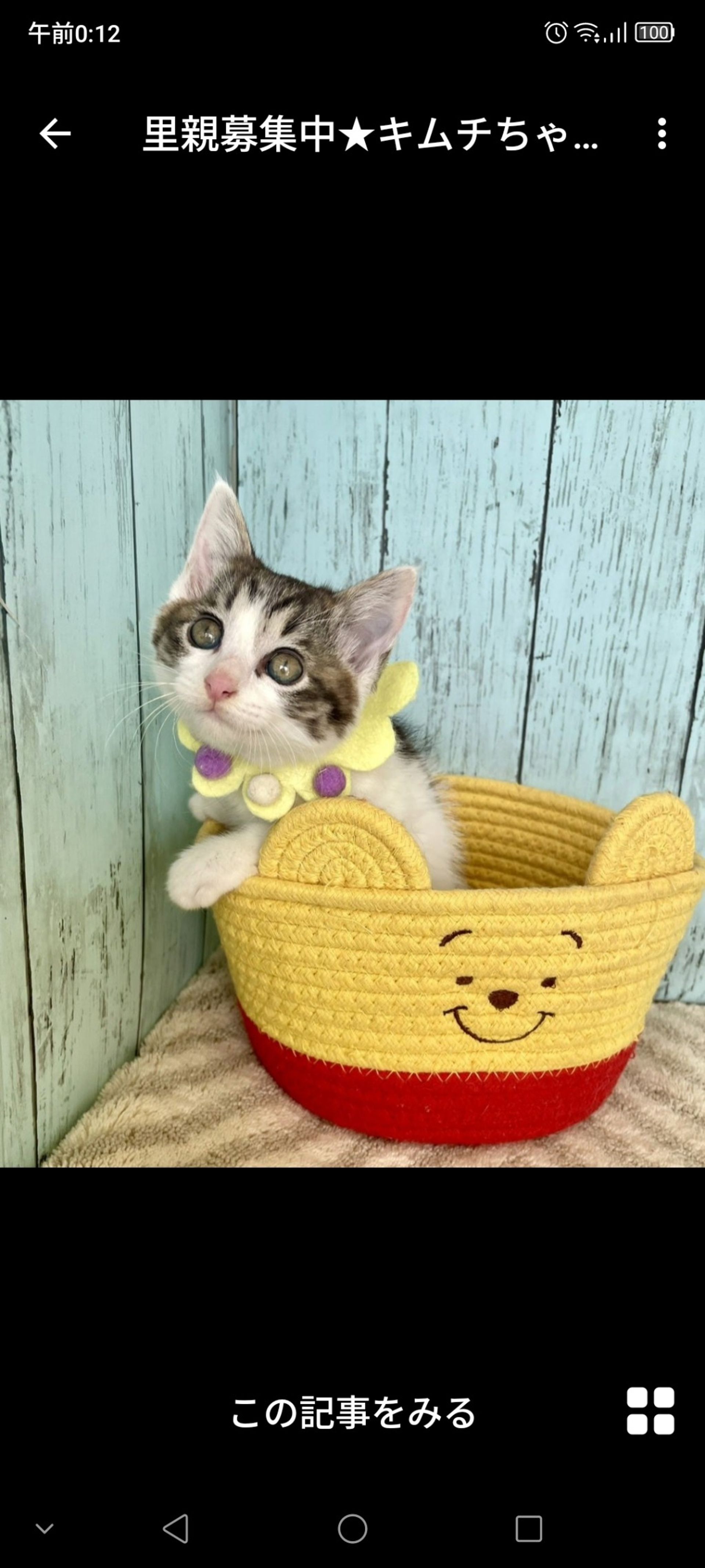 雑種（ミックス猫）・メスの里親募集の写真