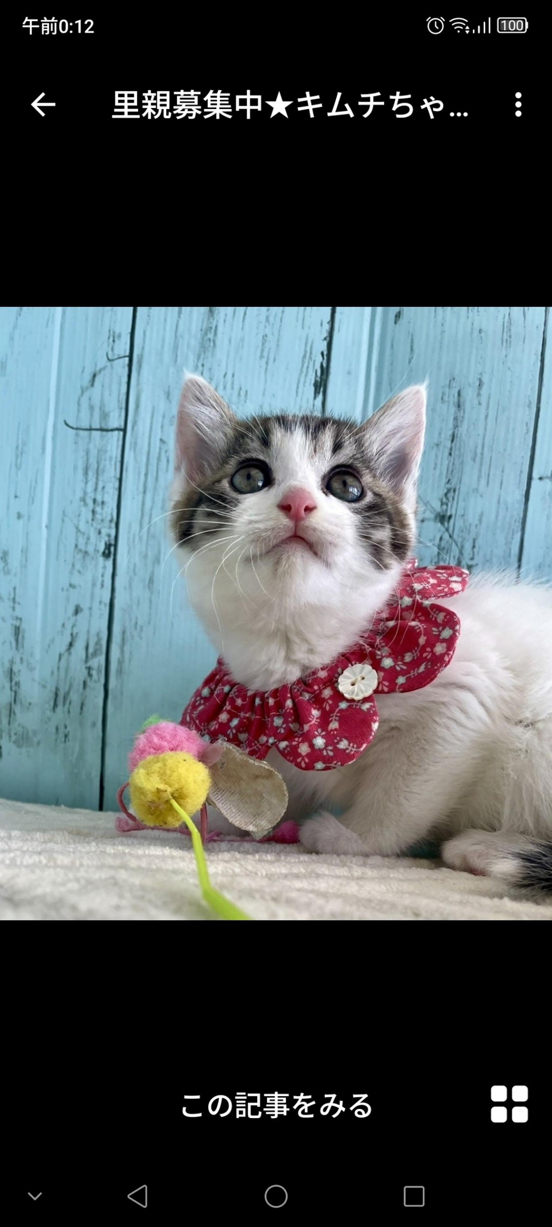 pet-image-2