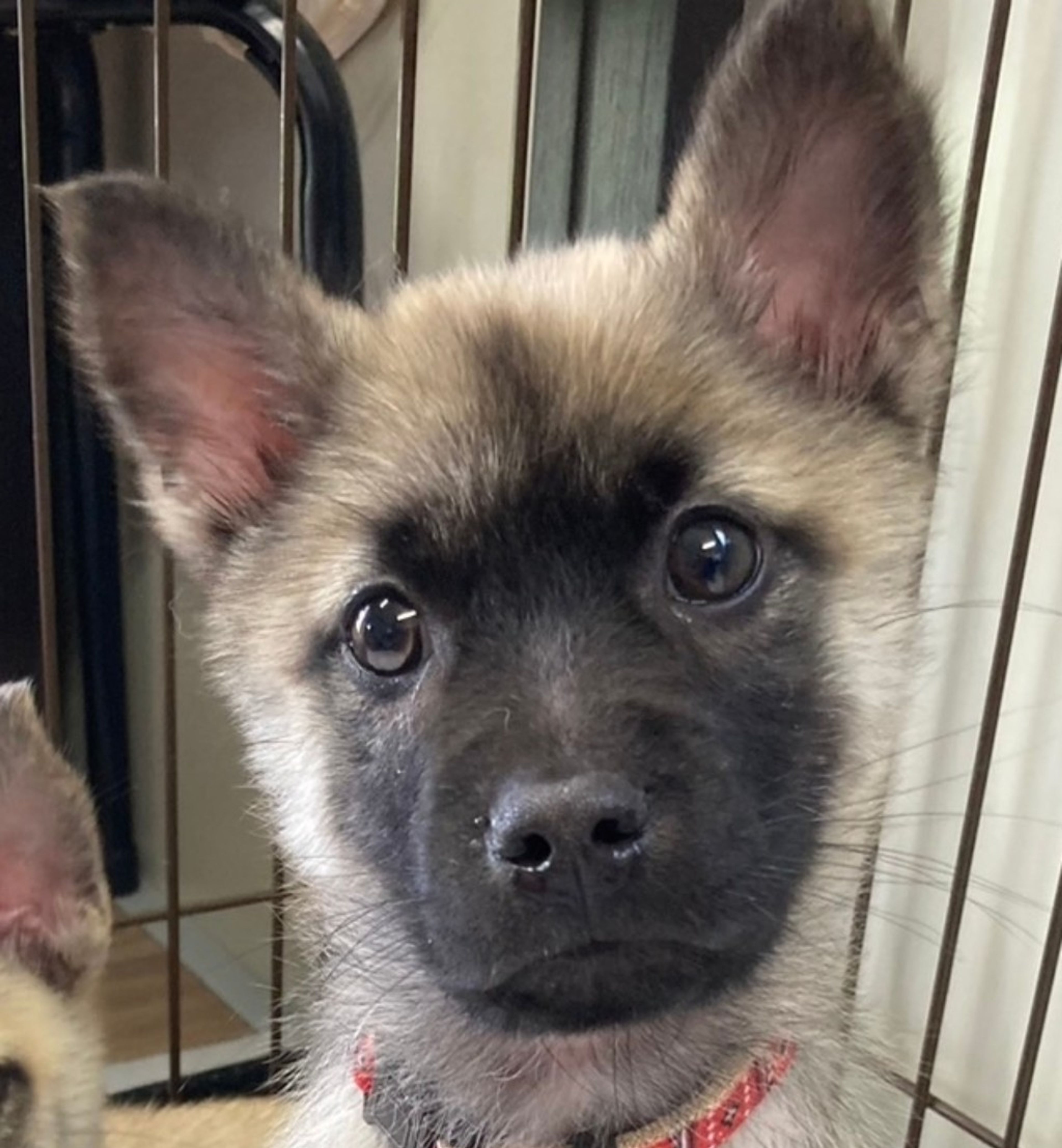 雑種（ミックス犬）・オスの里親募集の写真