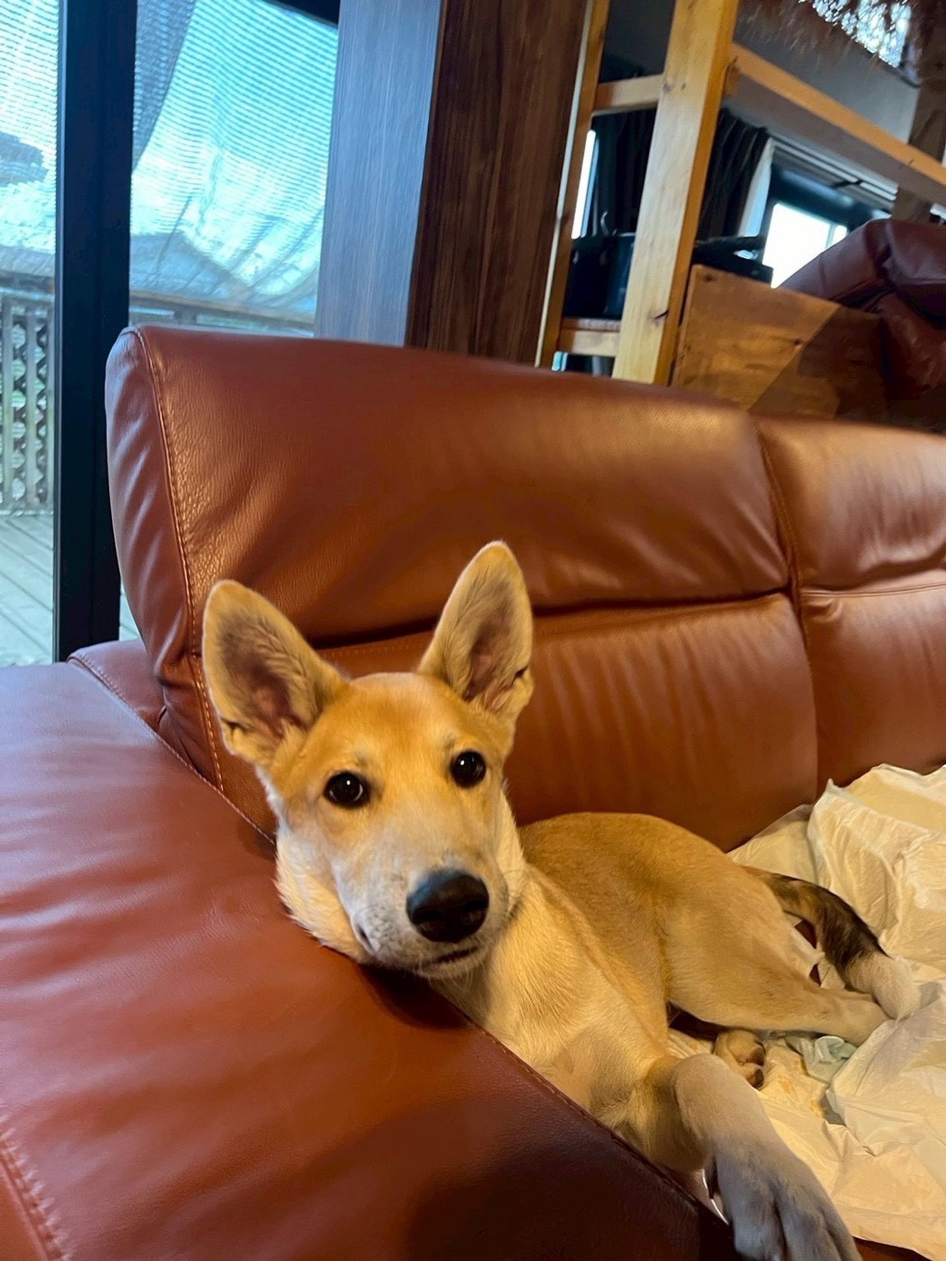 雑種（ミックス犬）・オスの里親募集の写真