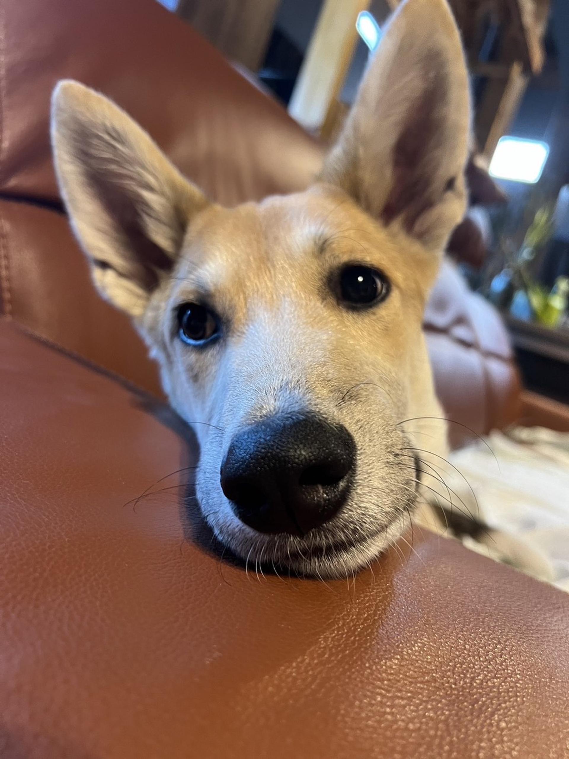 pet-image-2
