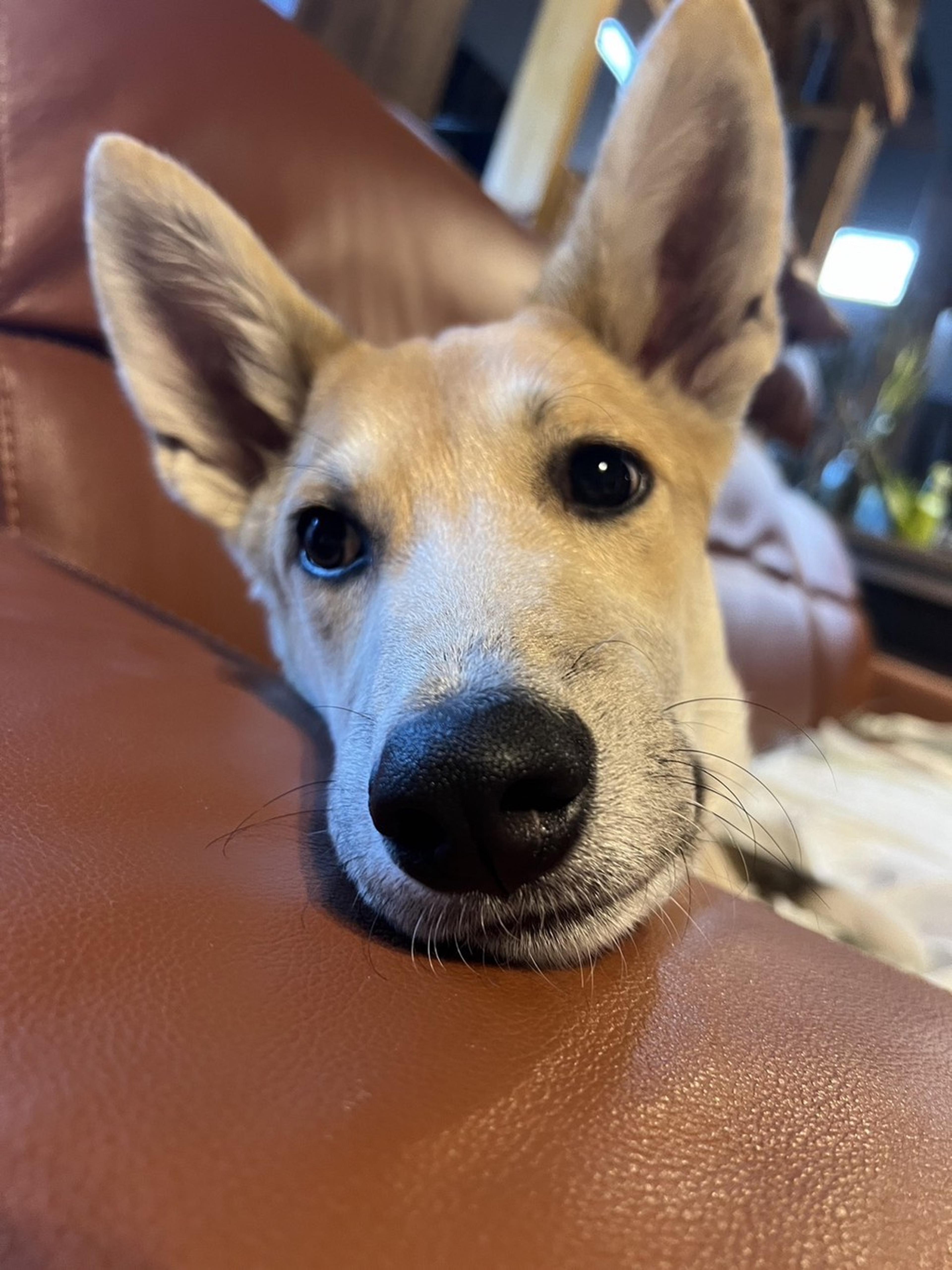 pet-image-2