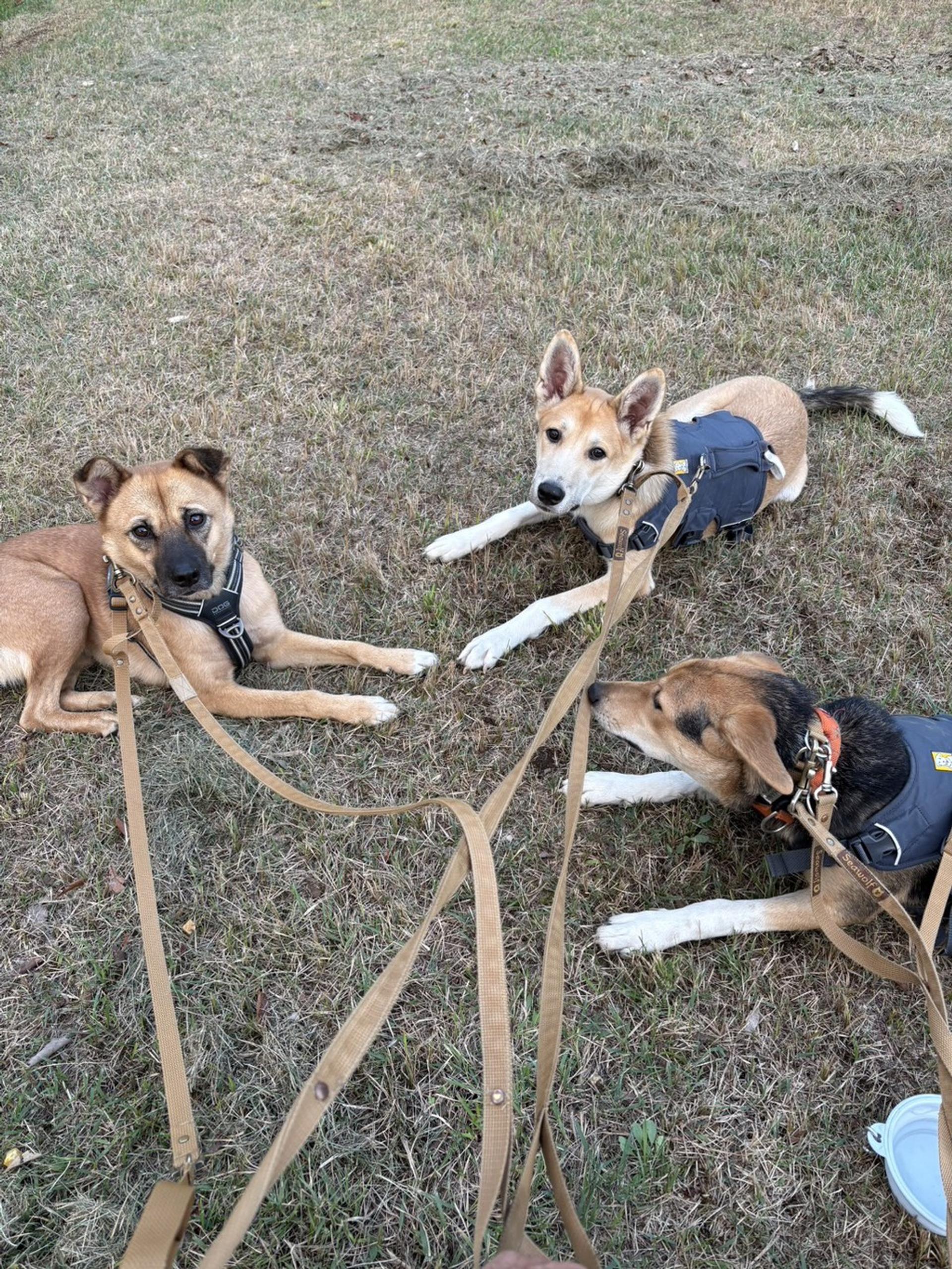 pet-image-3