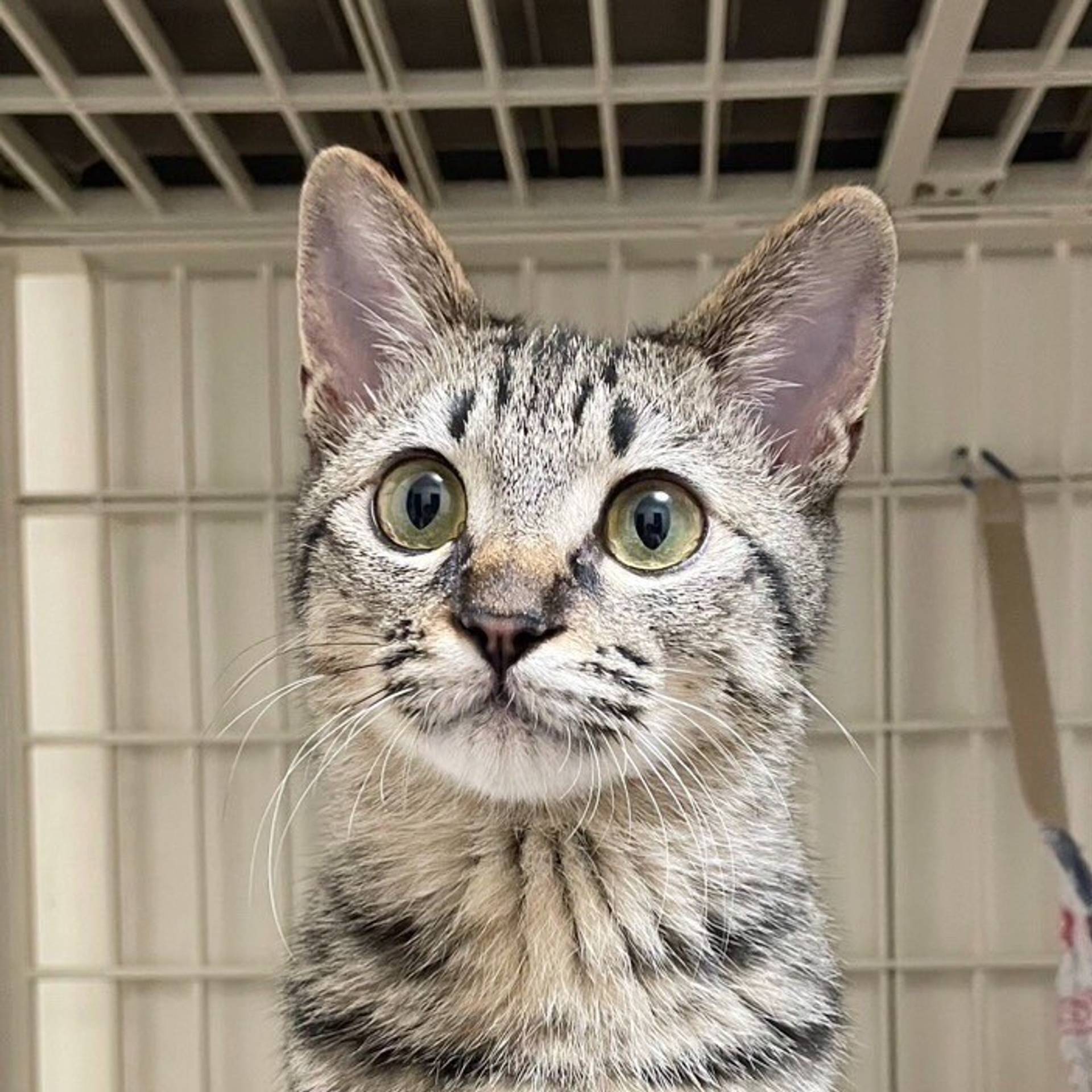 雑種（ミックス猫）・メスの里親募集の写真