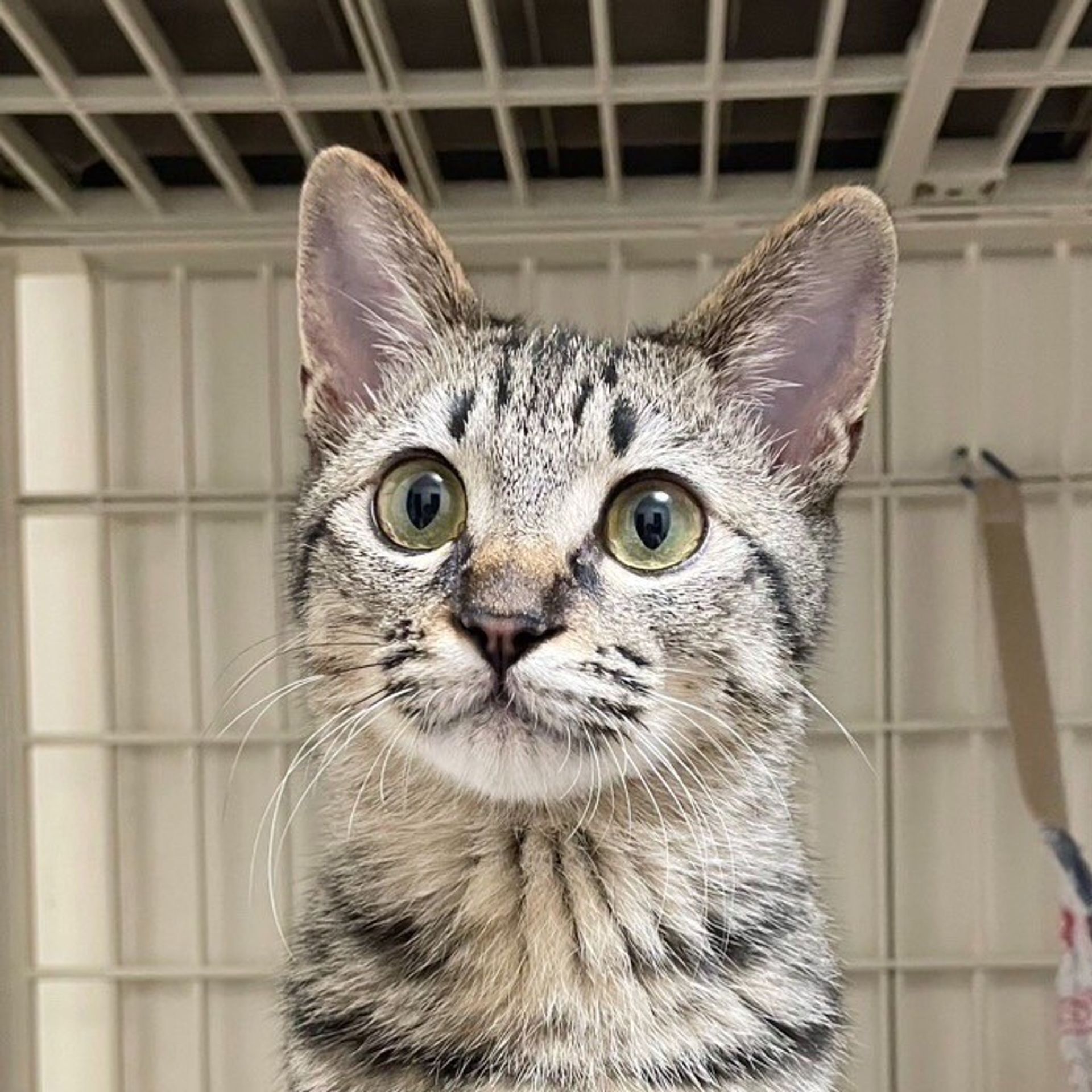 雑種（ミックス猫）・メスの里親募集の写真